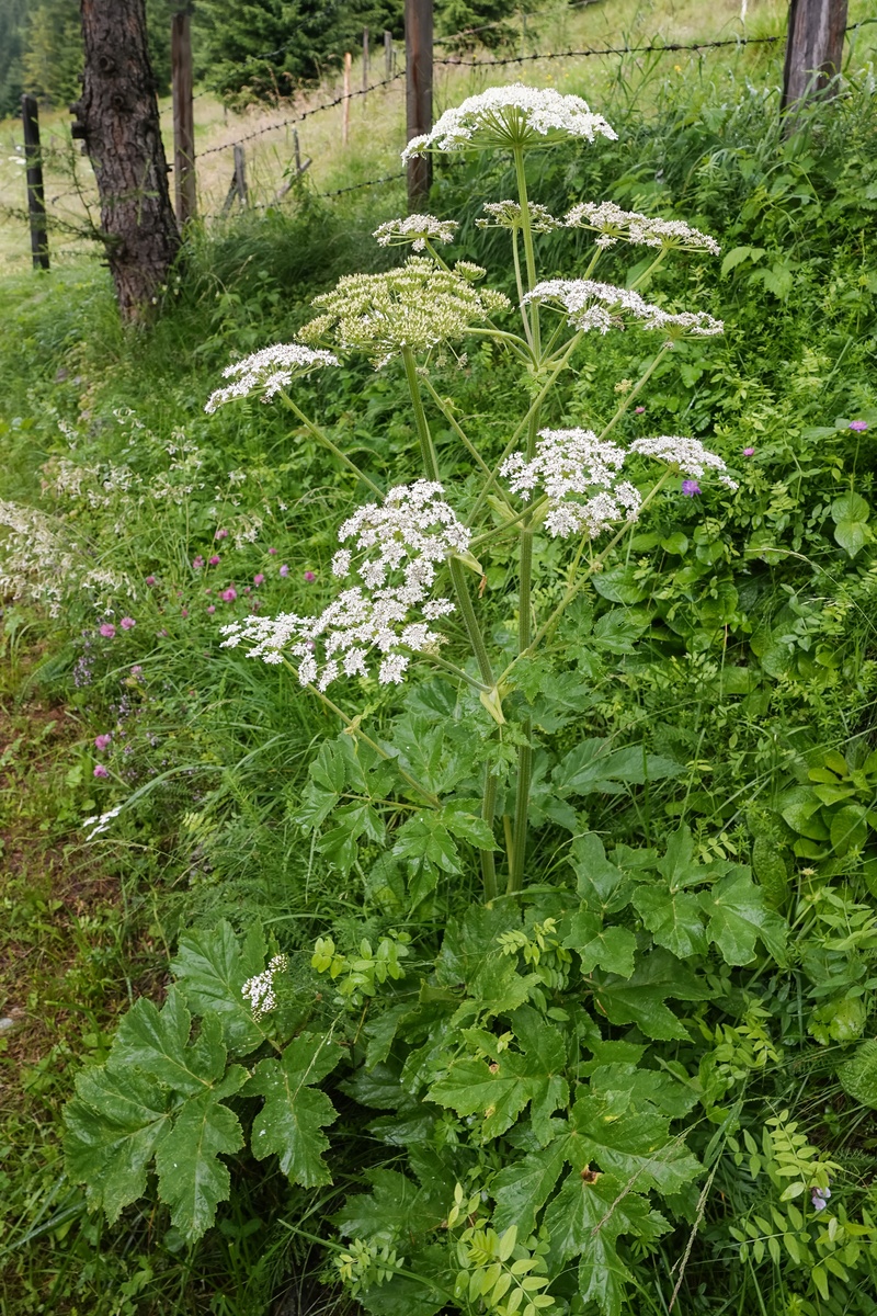 白花牛防风(heracleum sphondylium)的垂直特写