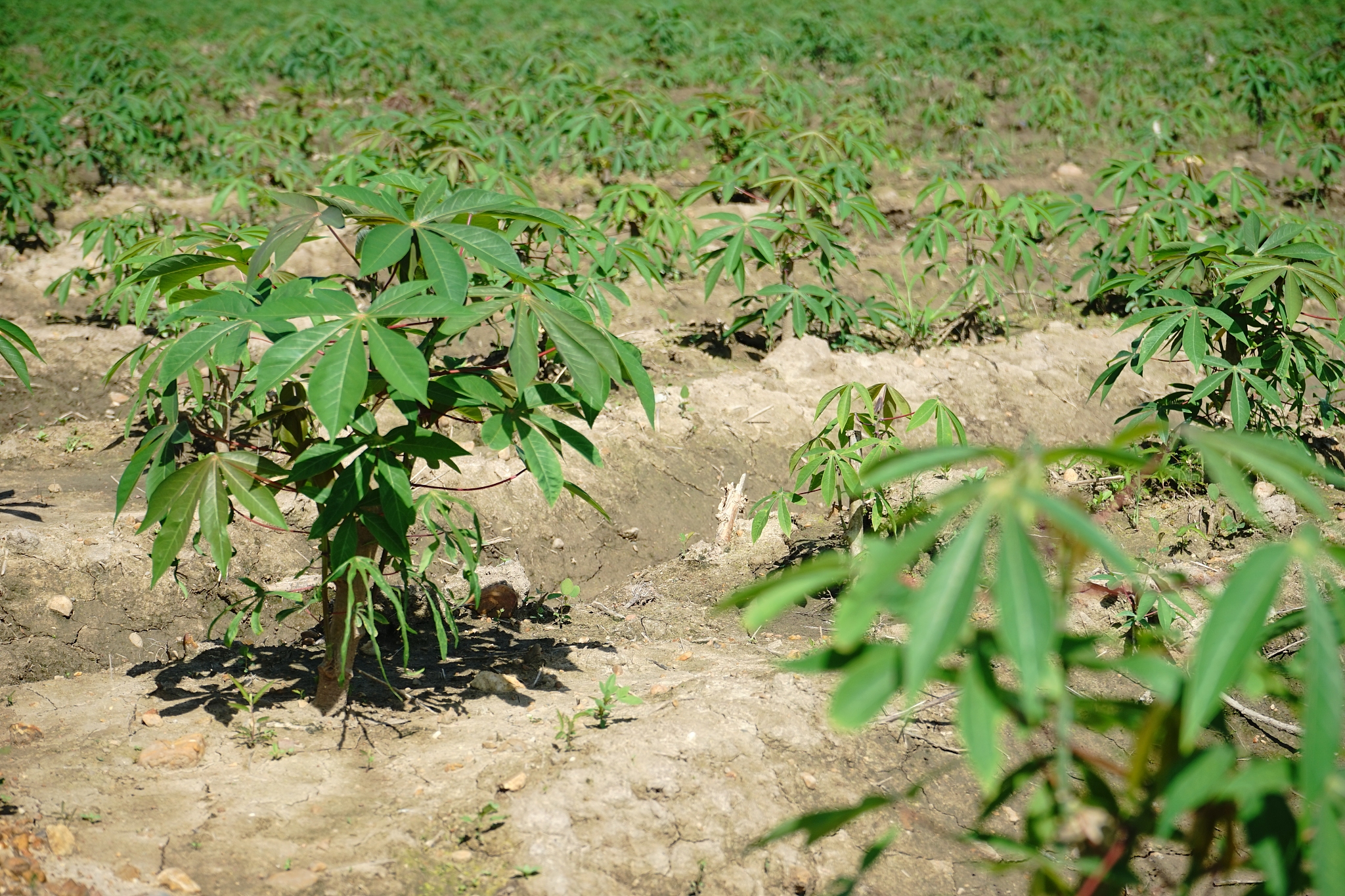 cassava plantation farm
