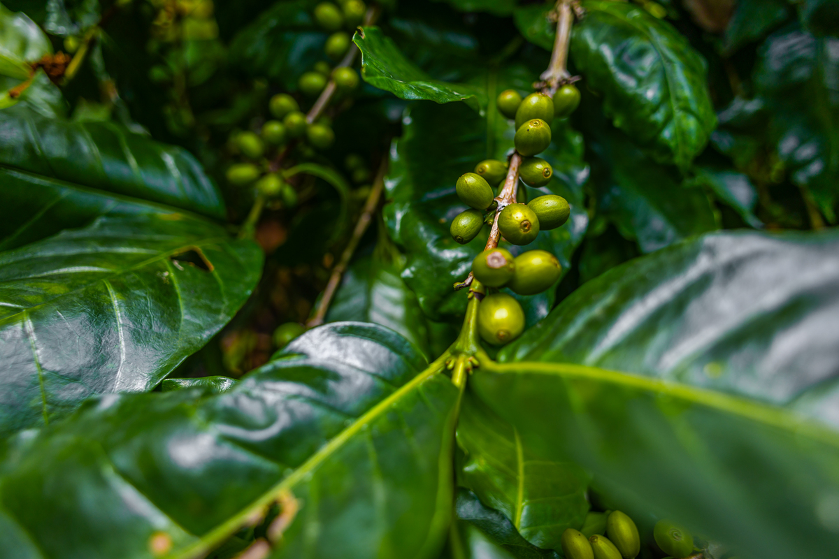 哥伦比亚咖啡品种大全：从低地到高地，探寻咖啡风味