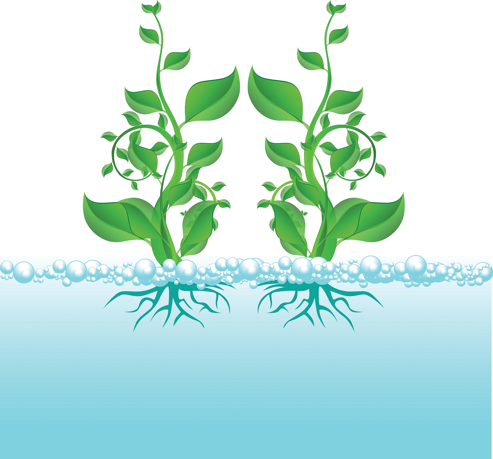溶藻菌：分解藻类，维护水体生态平衡