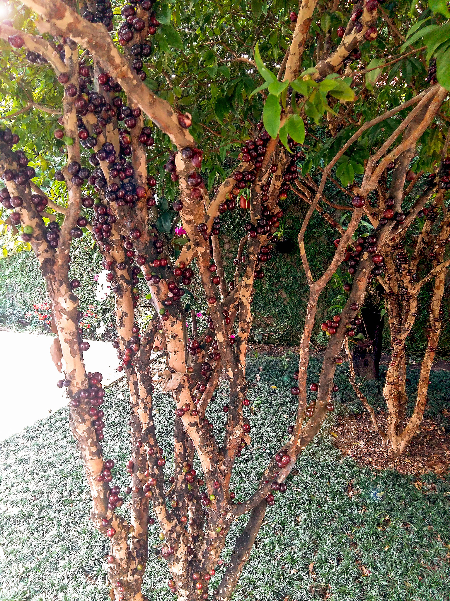 葡萄树选老桩好还是小苗好