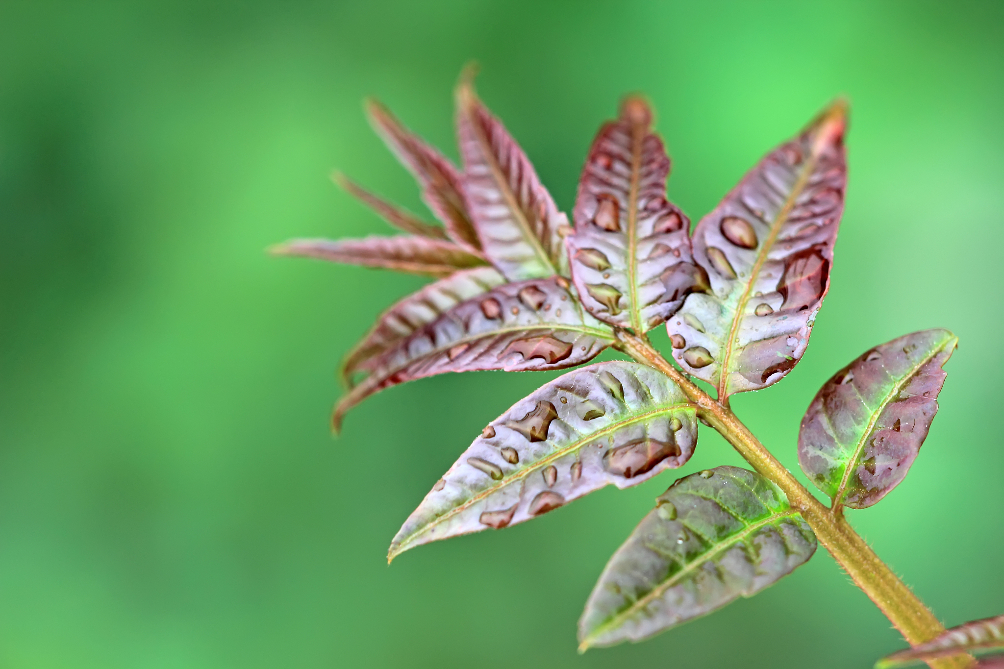 green leaves of plants