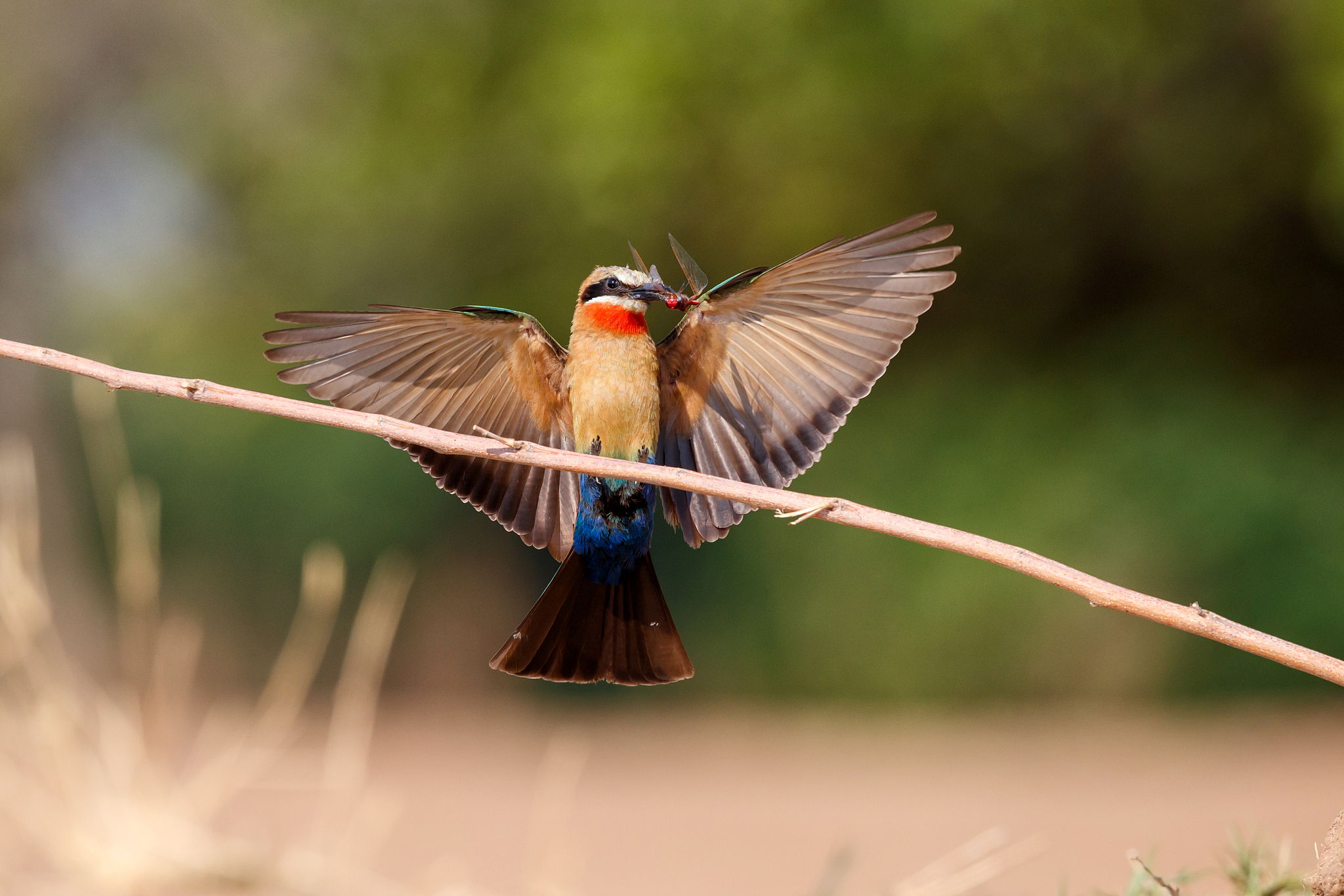 white fronted bee eater in mana pools