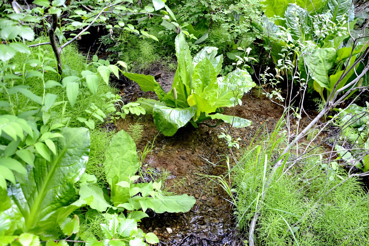 江苏灌南苦菜：缓解胃部不适的天然良药