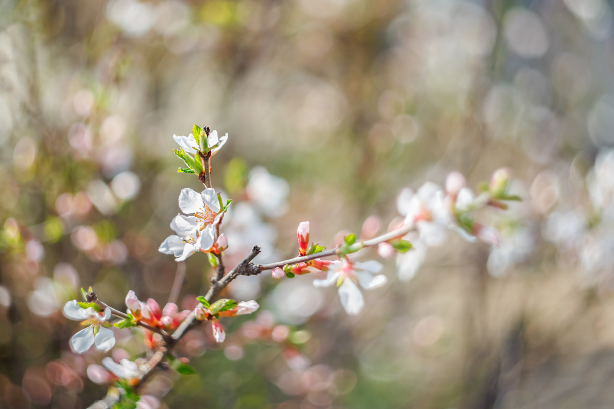 最美不过人间四月天的征文650字且具文采