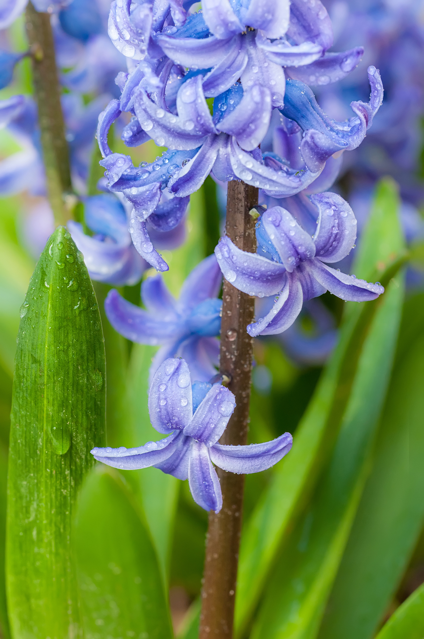 close-up of blue hyacinths orientalis blooming, in soft light