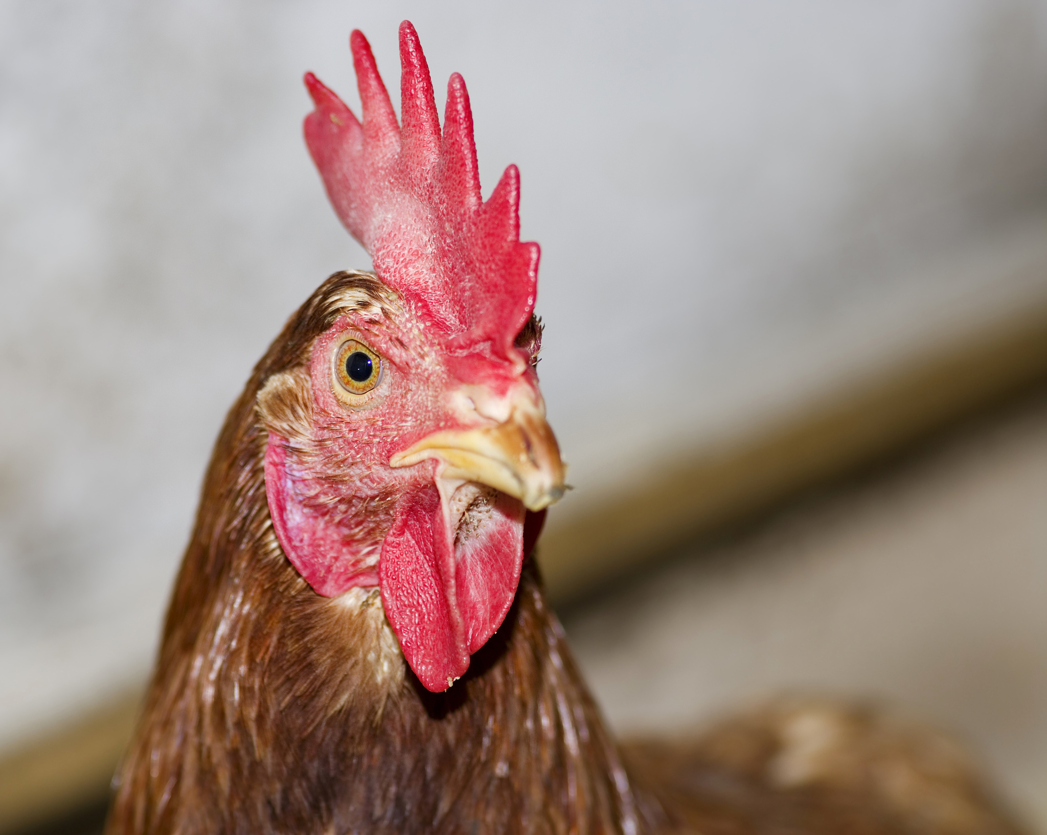 red chicken head close-up