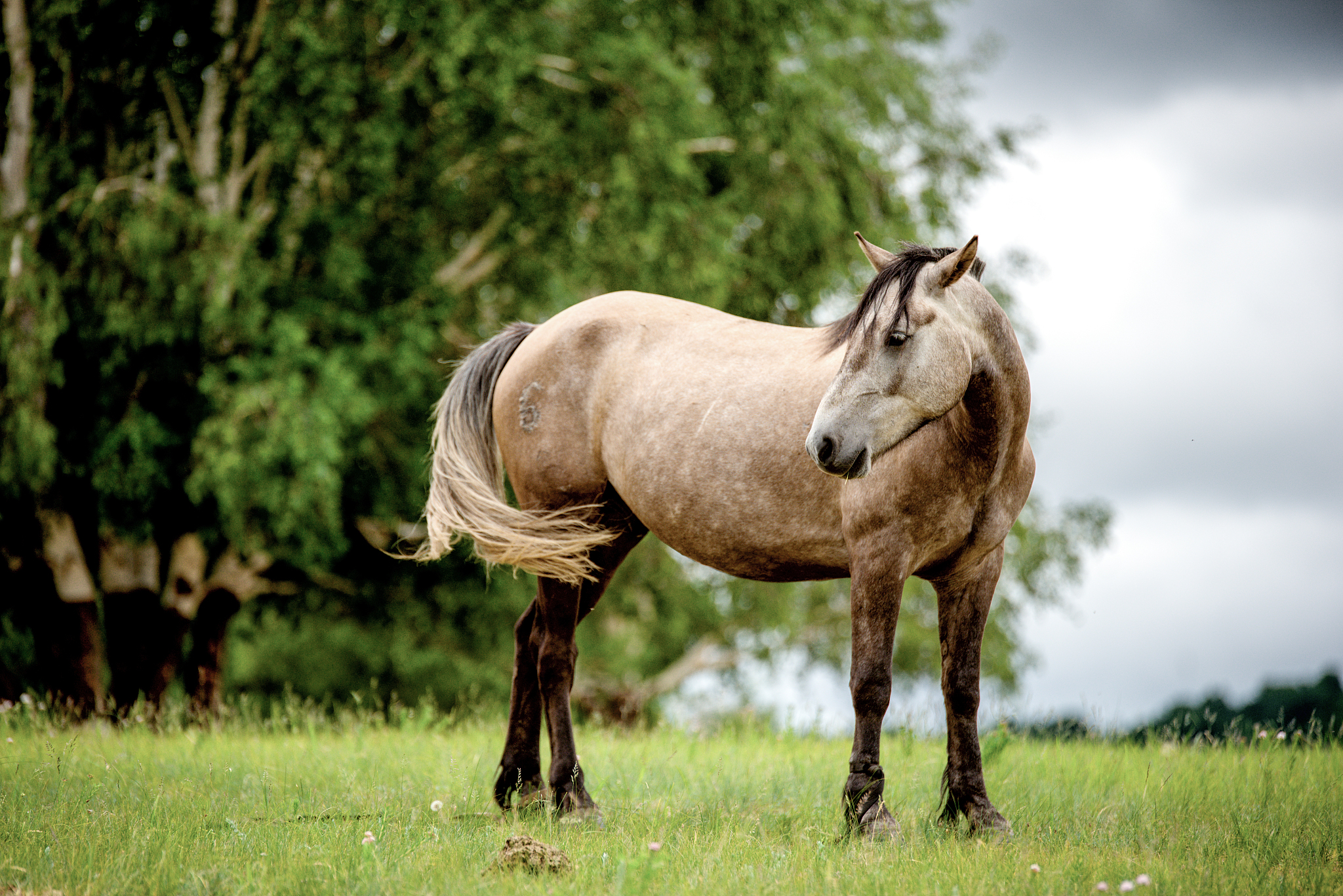 骡子的爸爸妈妈是什么动物