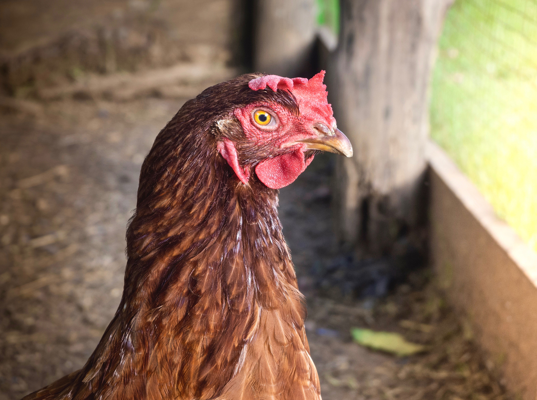 profile of brown chicken