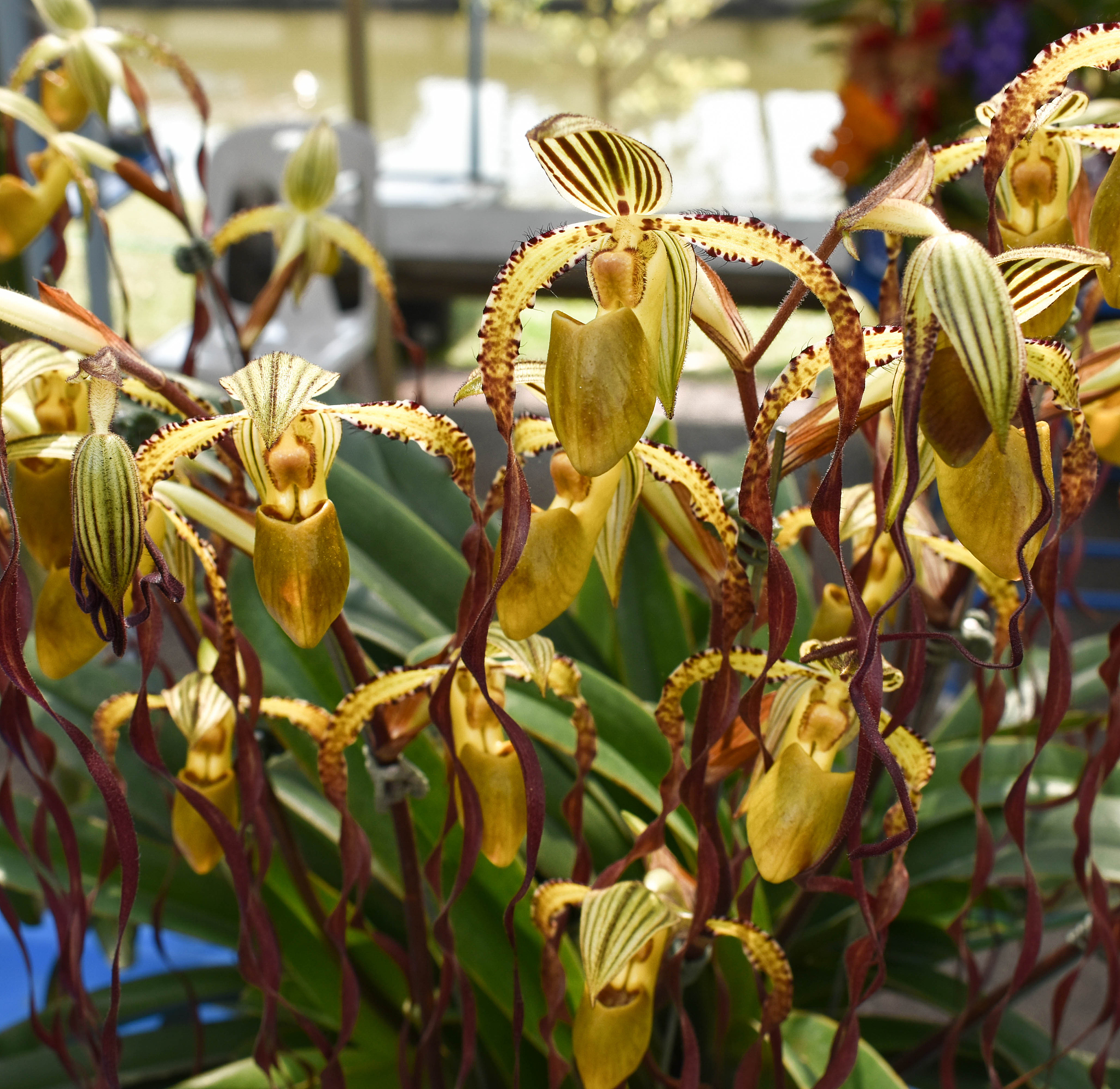 the rare species asian orchid