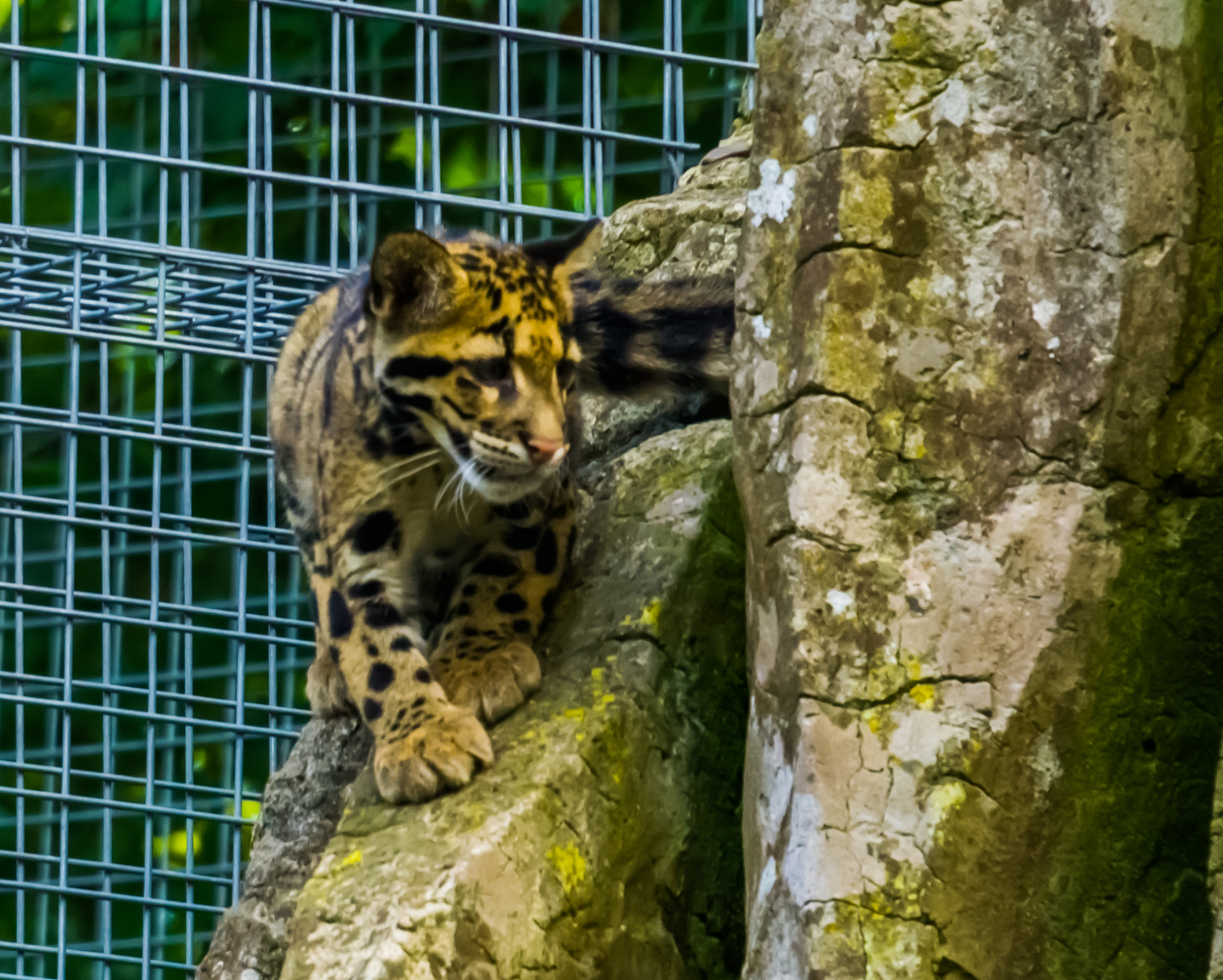 mainland clouded leopard walking on a rock in closeup, wild cat 