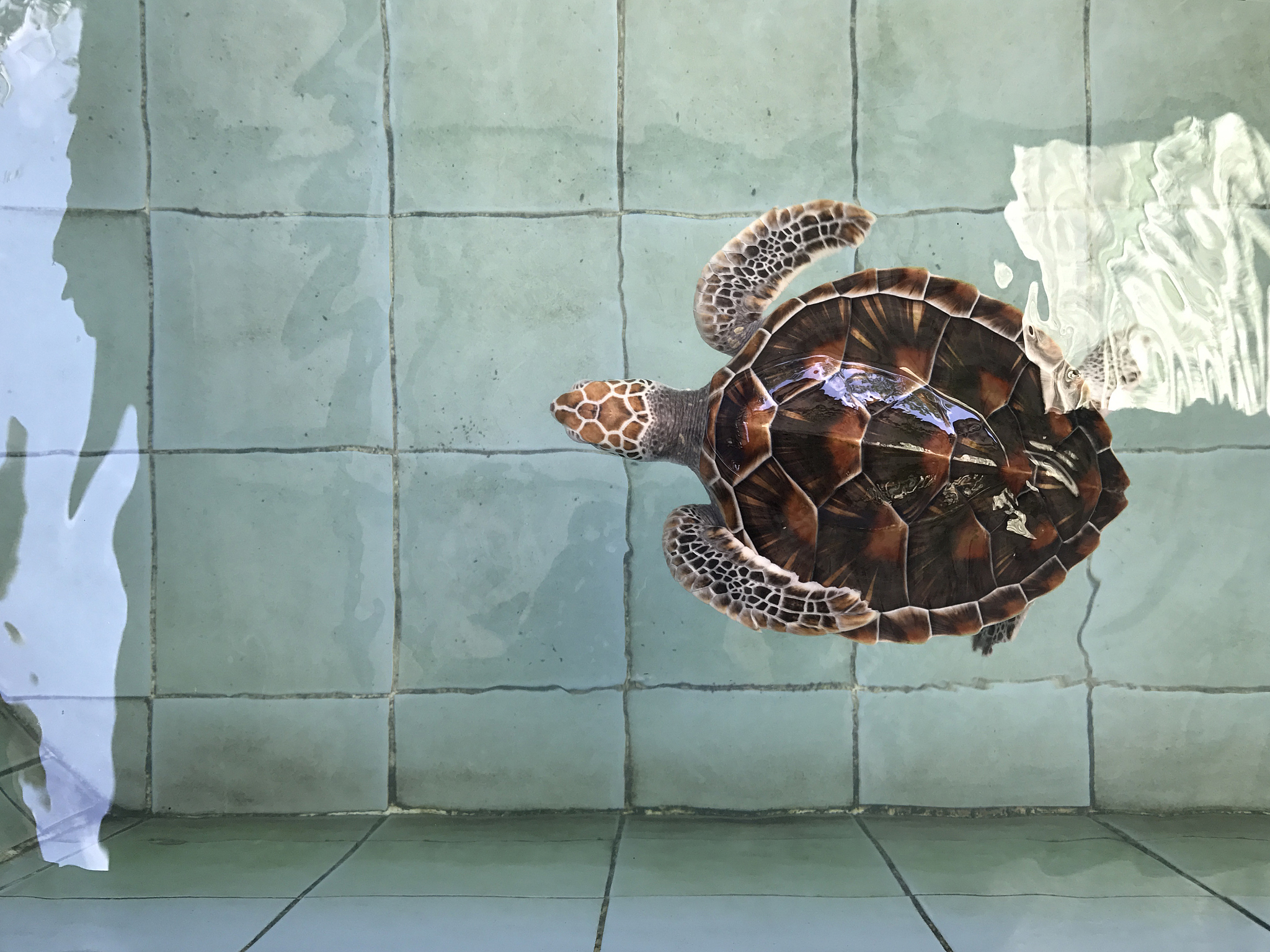 sea turtles in nursery, thailand (turtle, sea, shell)
