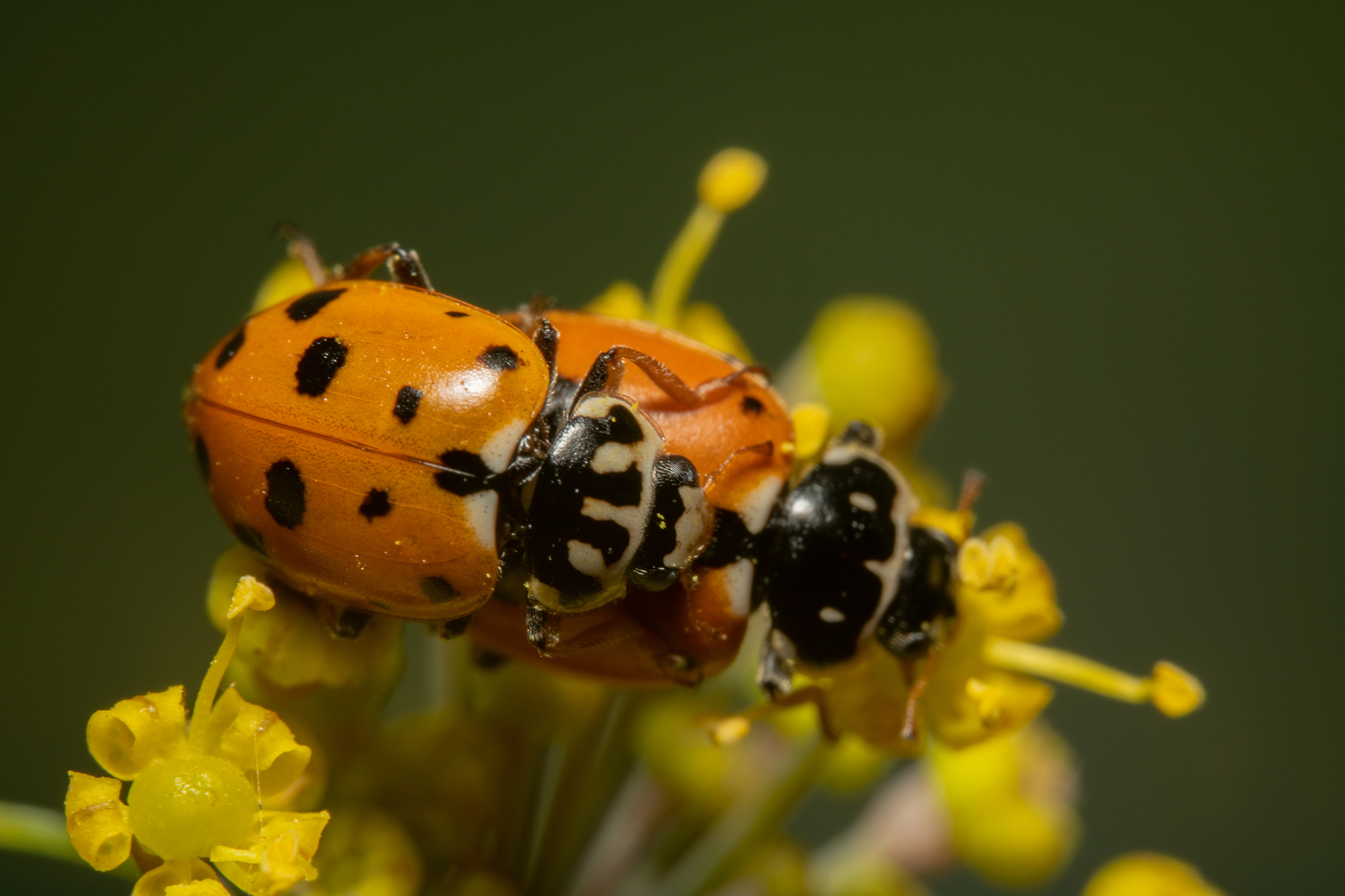 orange ladybugs mating on yellow flower. top ladybug is in focus