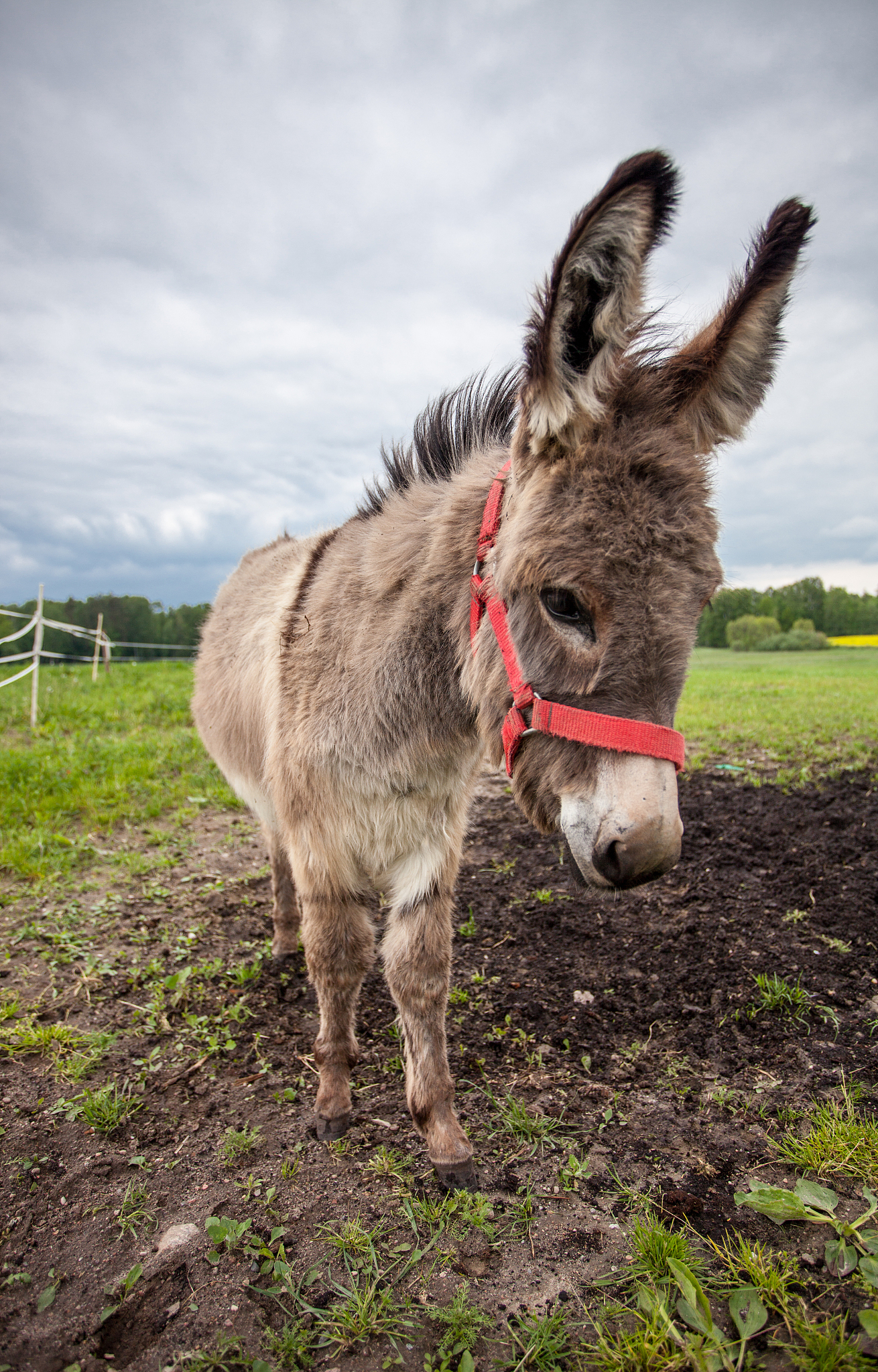 donkey