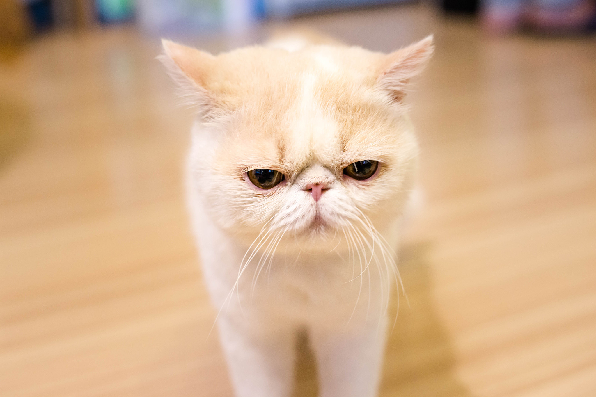 white exotic cat
