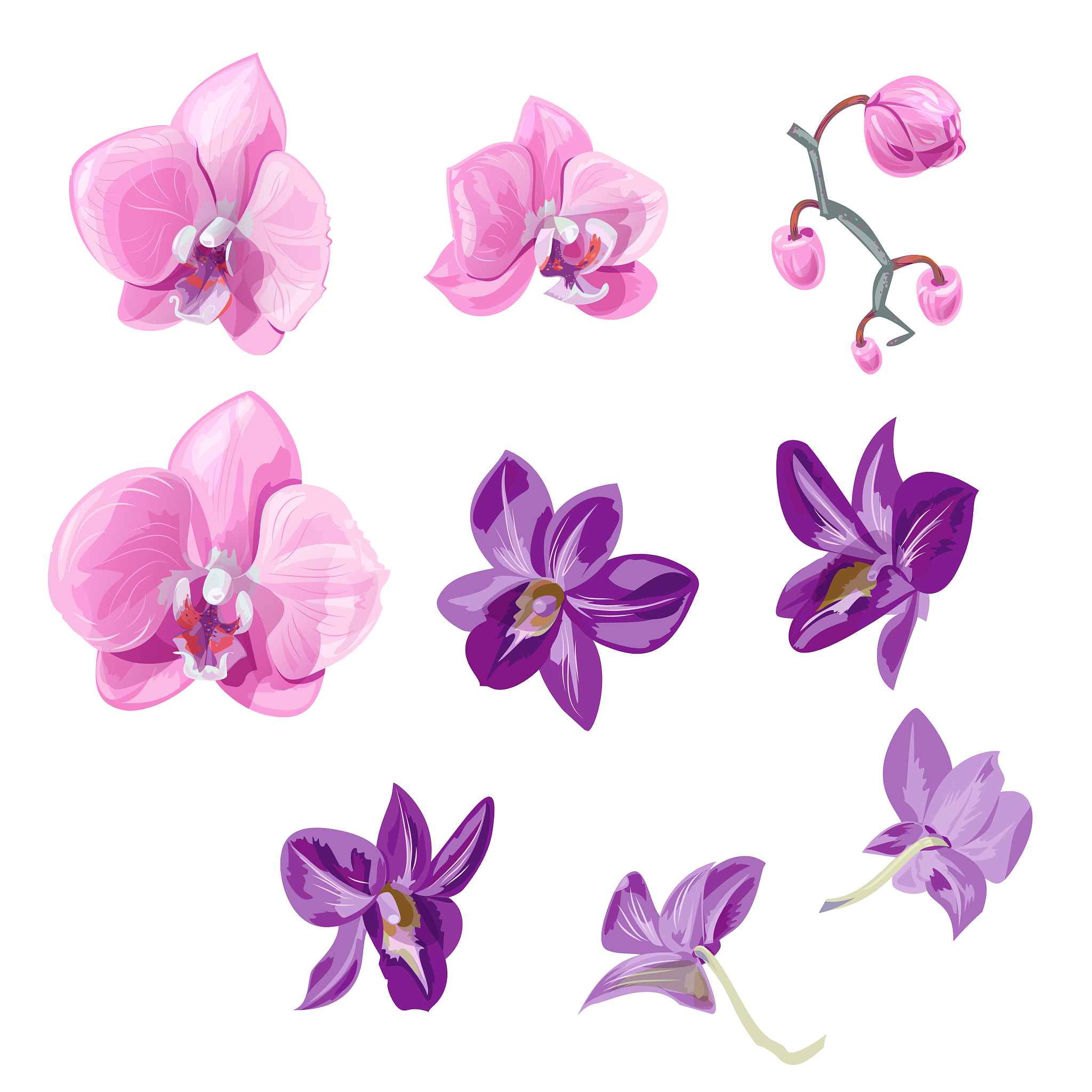 set orchid flowers (phalaenopsis, dendrobium), pink, purple flow