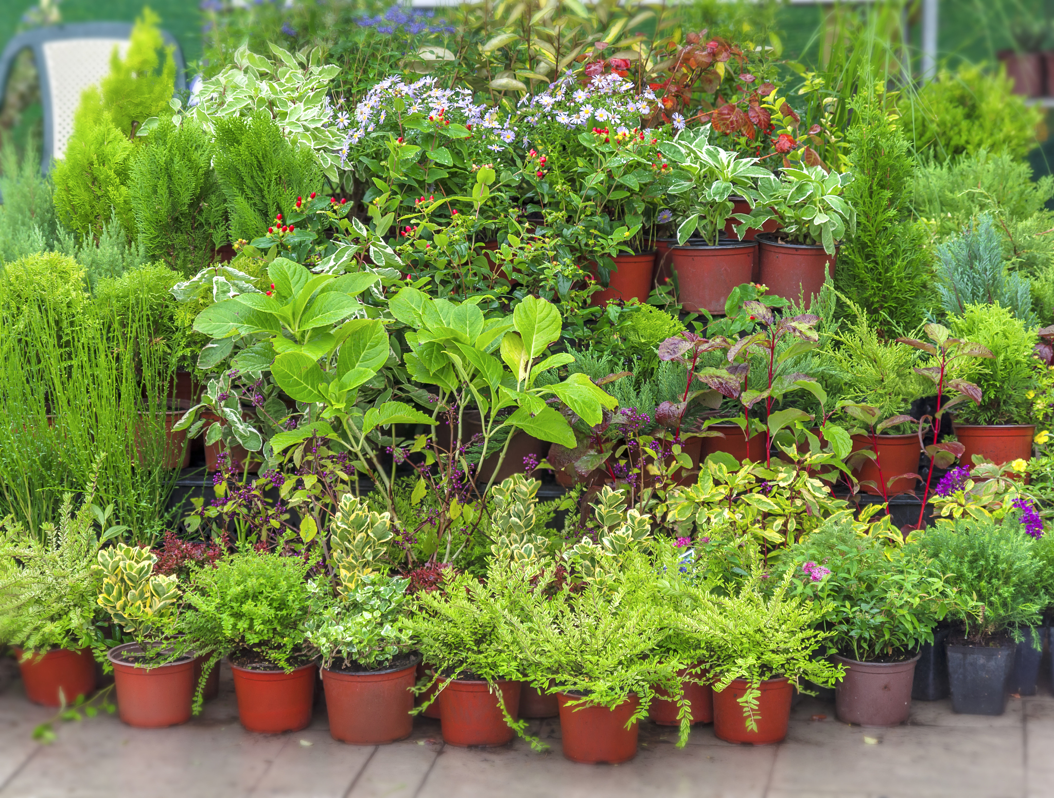 基因转移在园艺植物上的应用 举3个具体例子说明