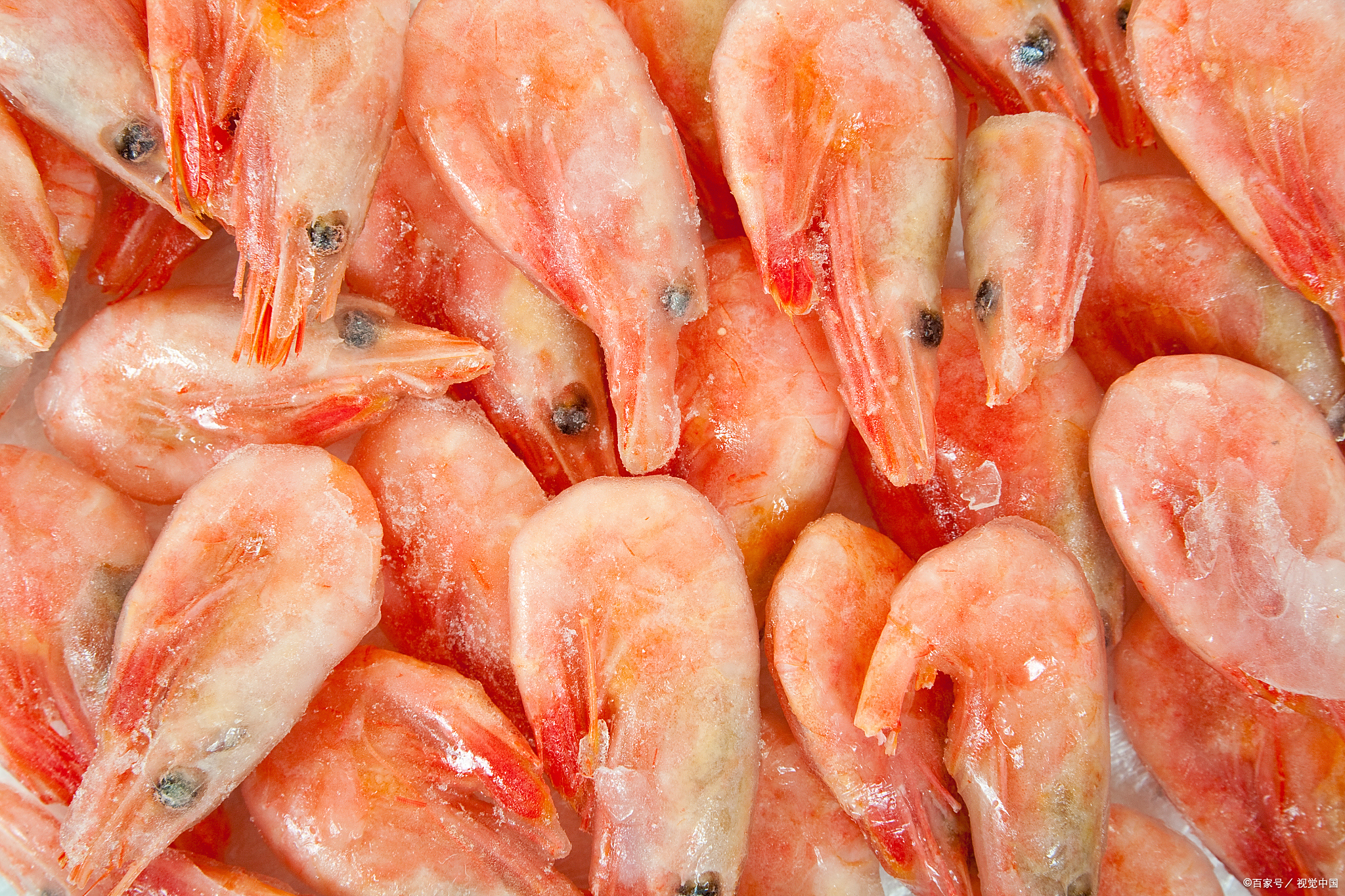 北极甜虾的营养价值超乎你的想象！吃对了，能给你带来这些好处！