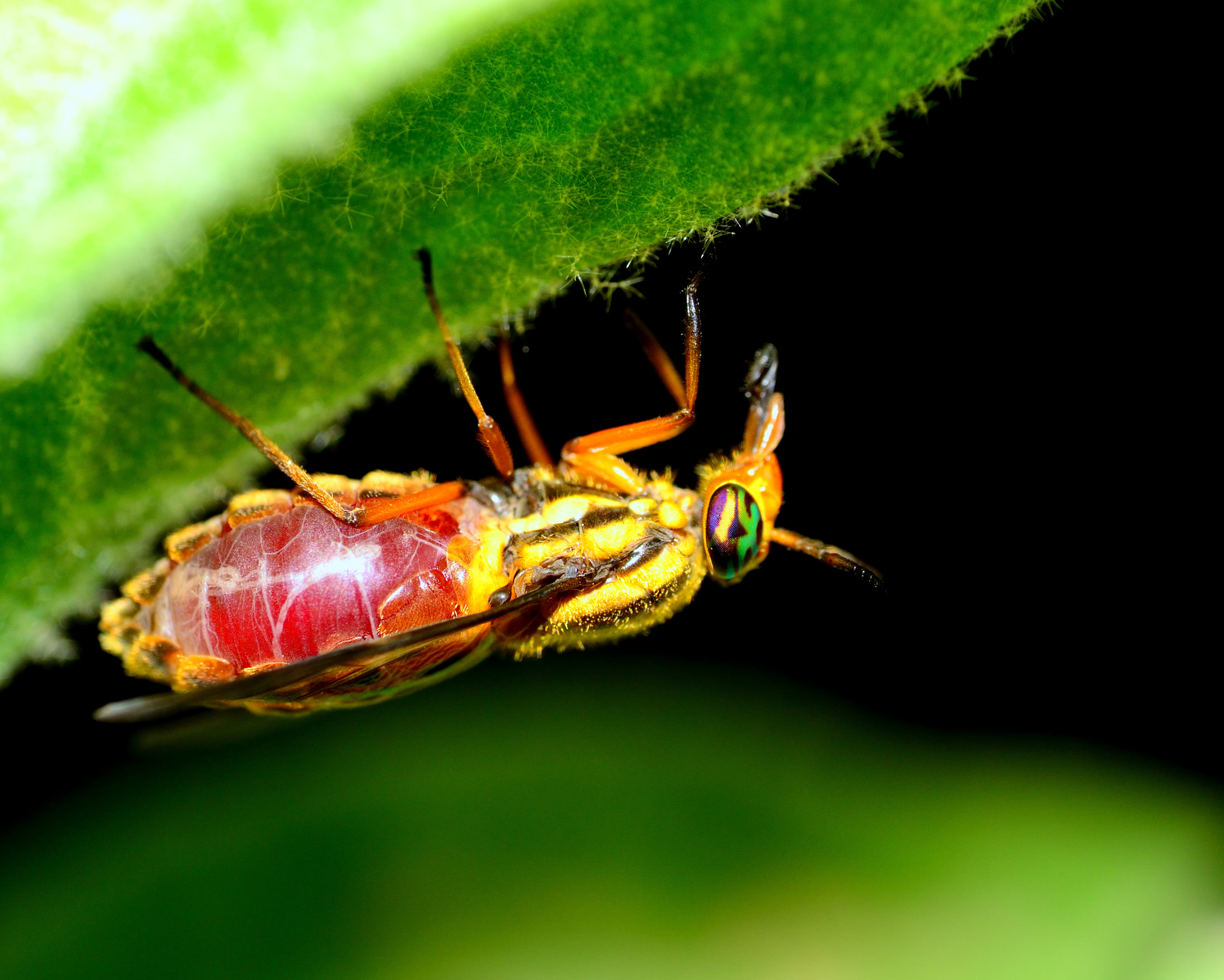 deer fly blood