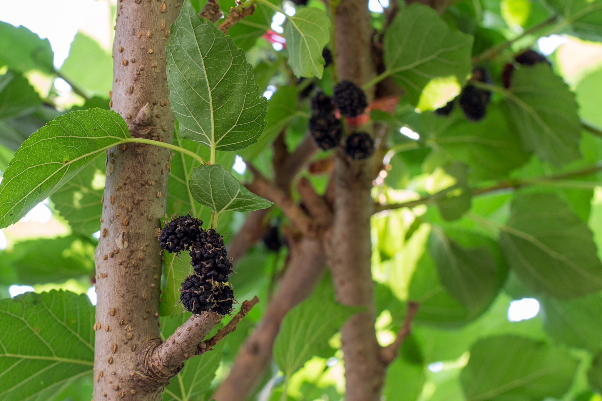 长果桑与桑葚的区别
