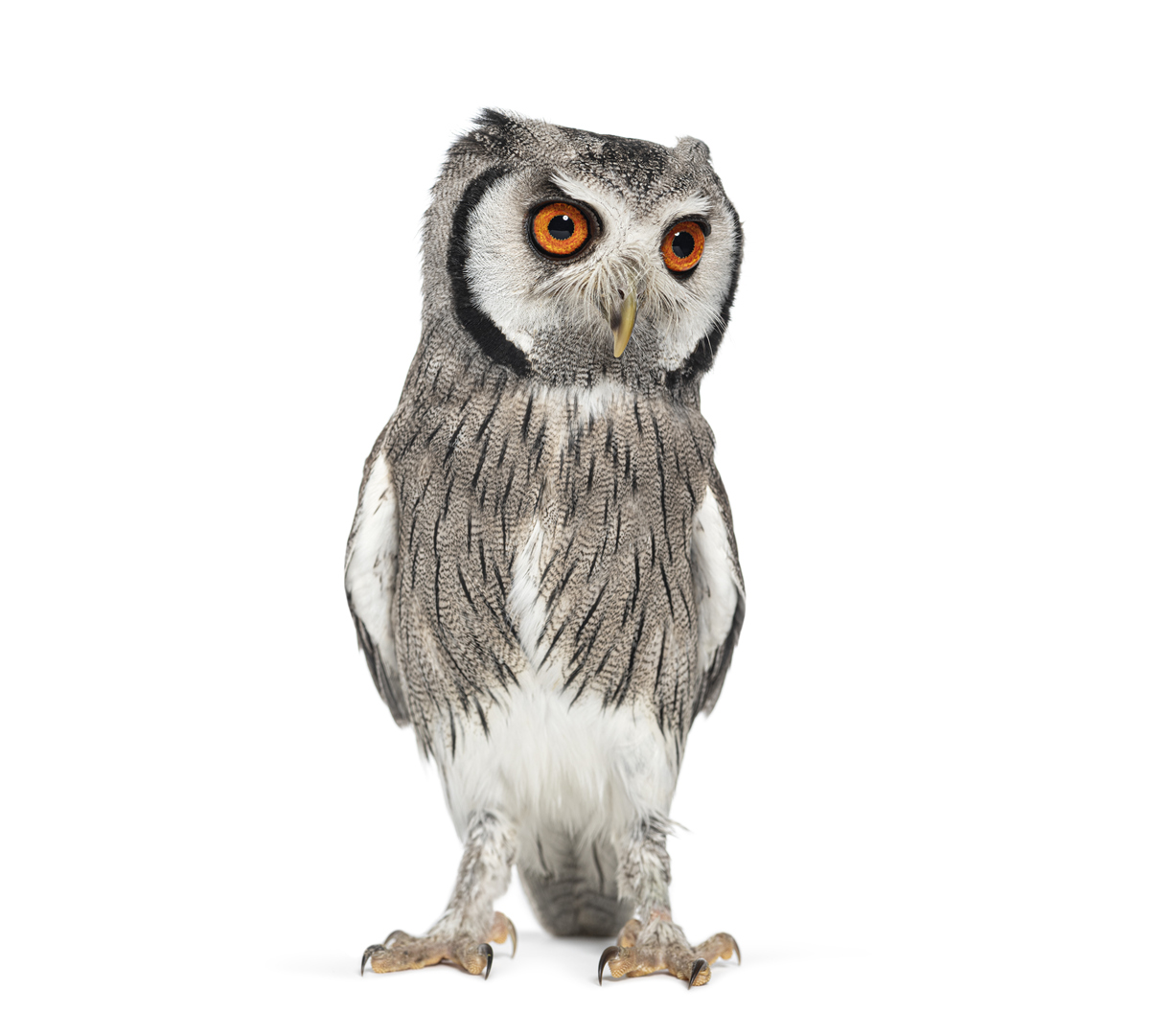 Adobe Photoshop 2021 快捷键大全：提高效率必备