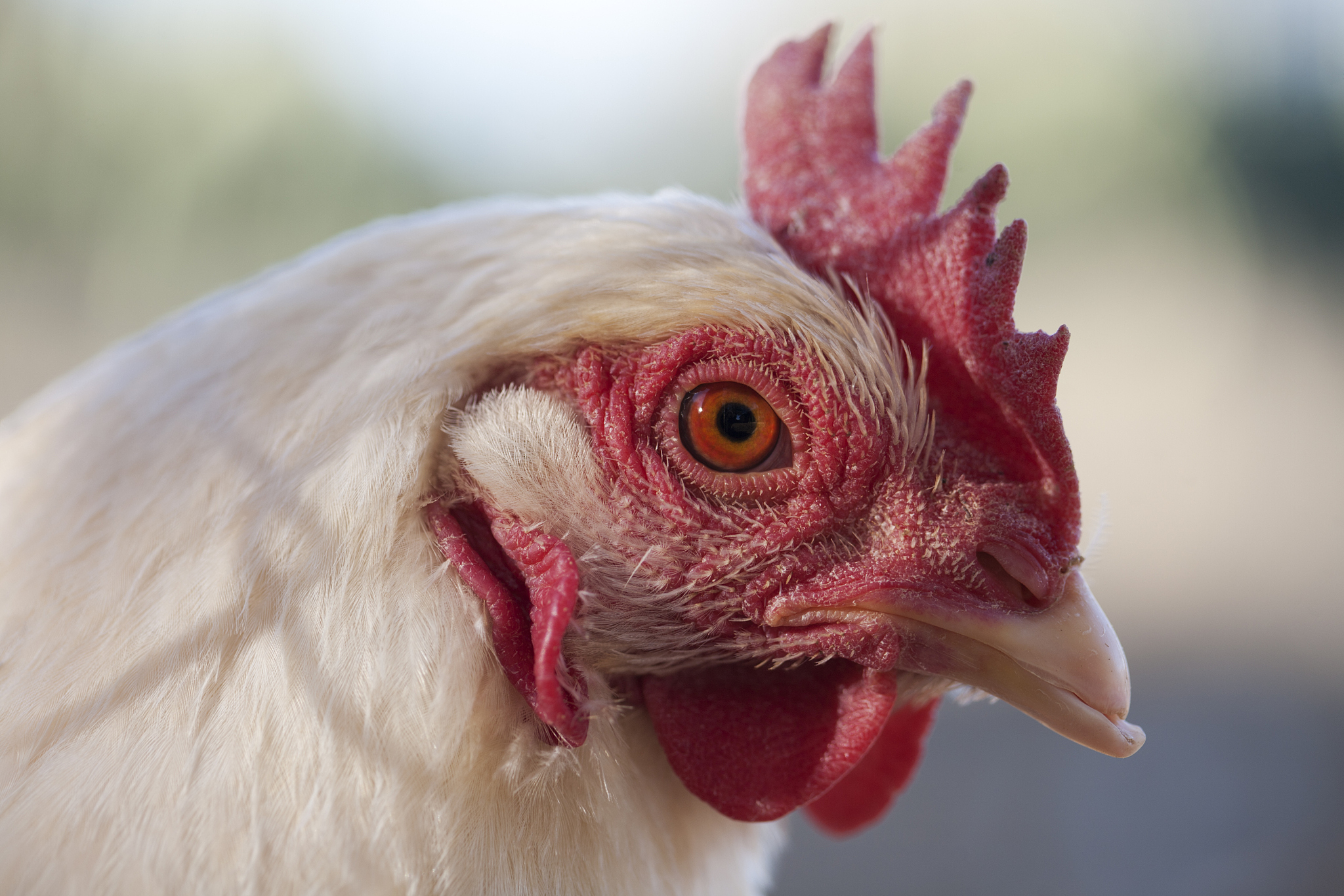 chicken profile