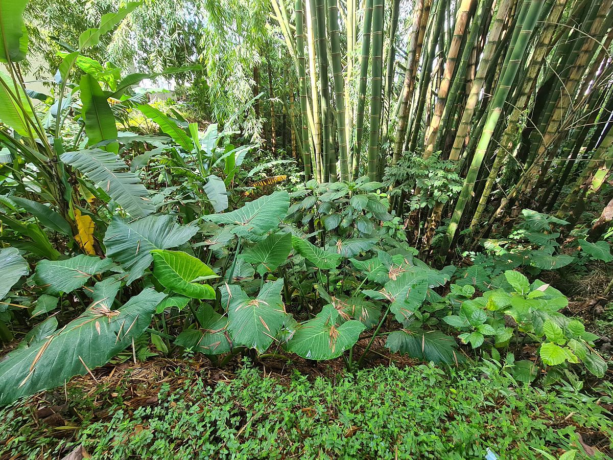 不同植物的叶子
