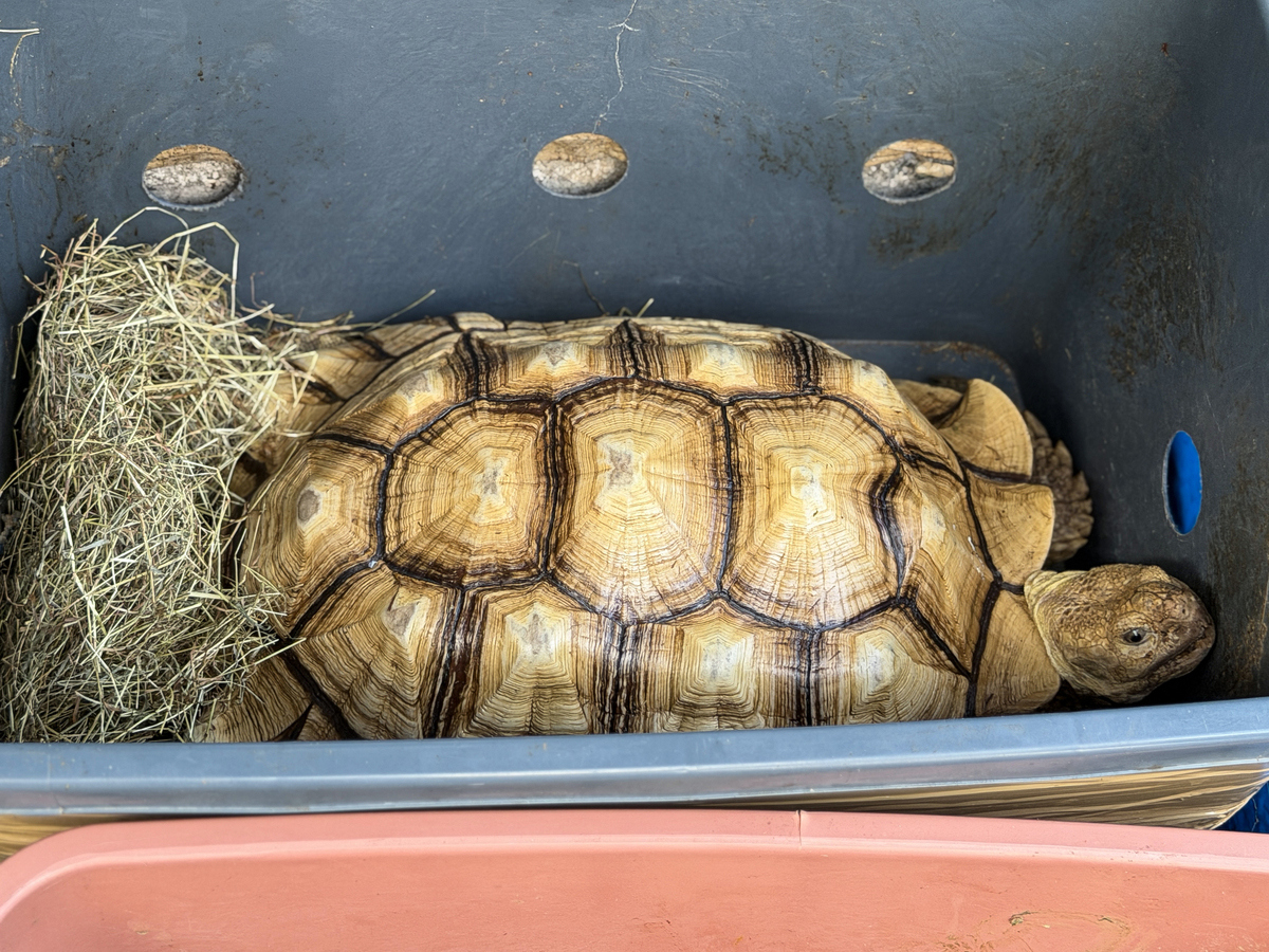 非洲陆<strong>龟</strong>(centrochelys sulcata)的图像,被关在灰色的