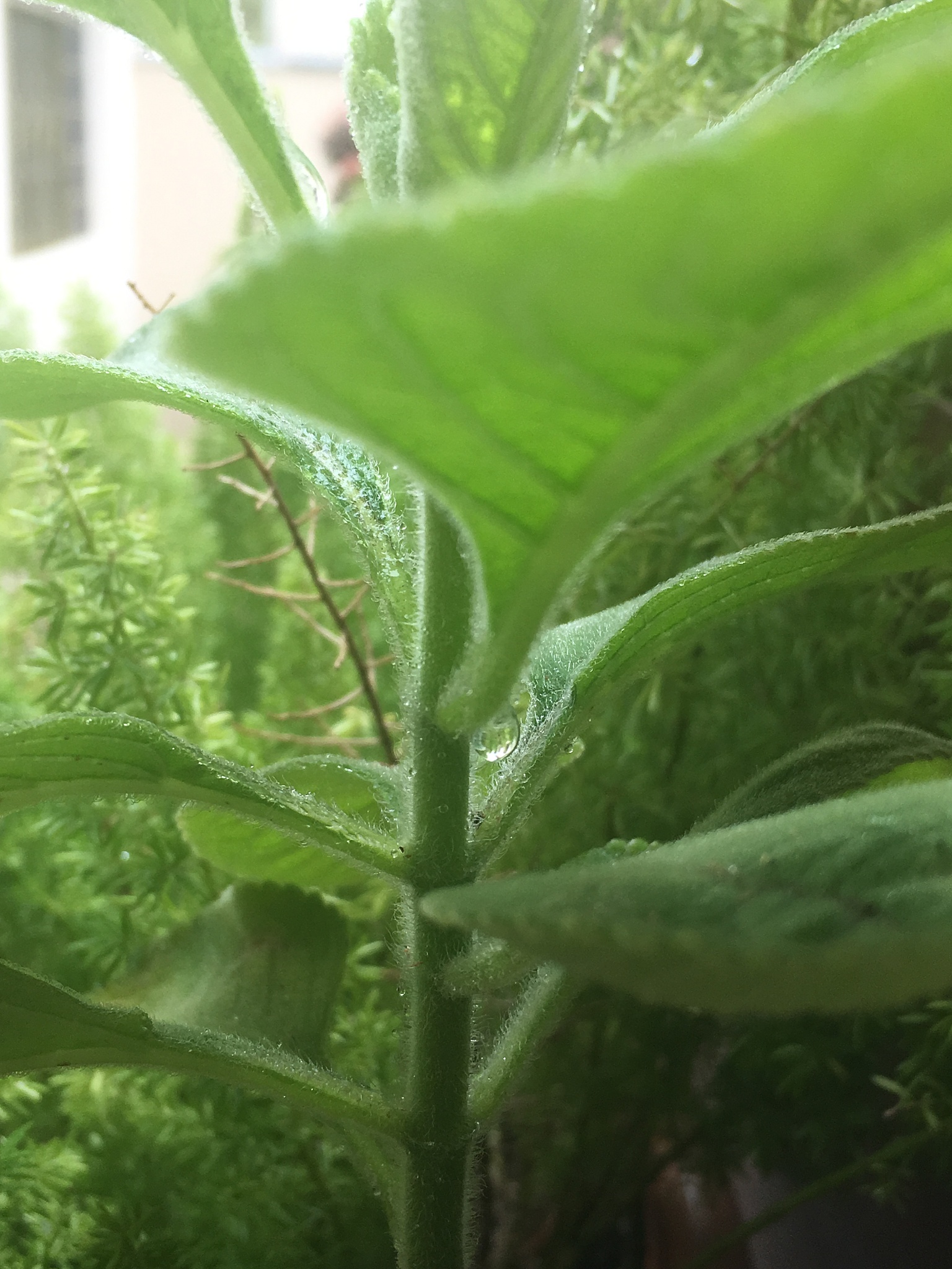 果蔬病害罗列30种