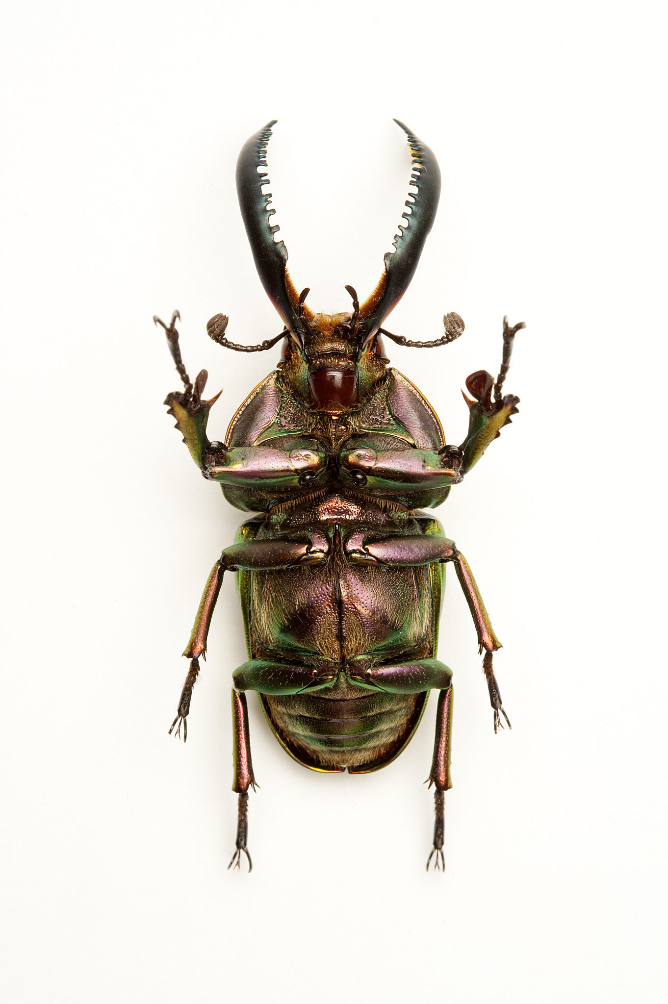 卧指什么动物，