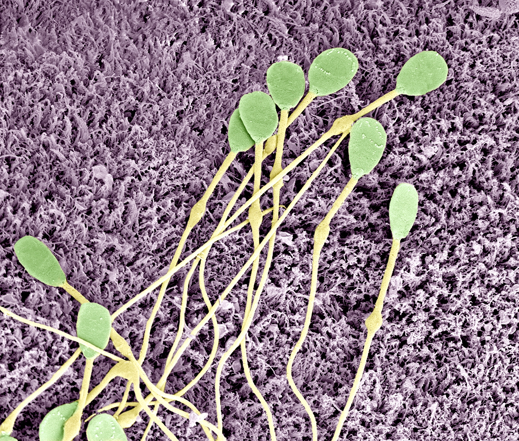 西双版纳州农业学校畜禽生产技术专业涉及哪些课程