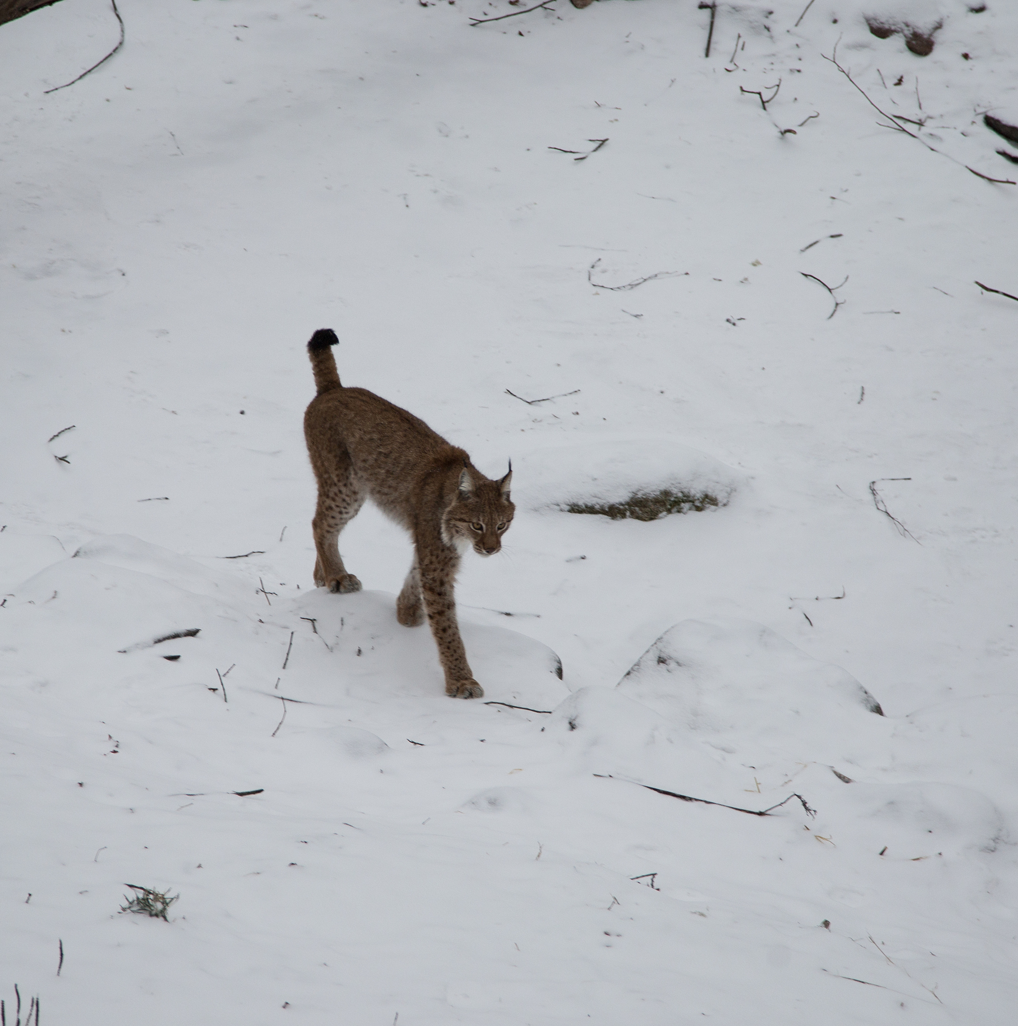 填空： Cats of all kinds are present in the legends religion mythology and history of 0 _____many_______ different cultures Cave paintings created by early humans display different types of wild cats 39