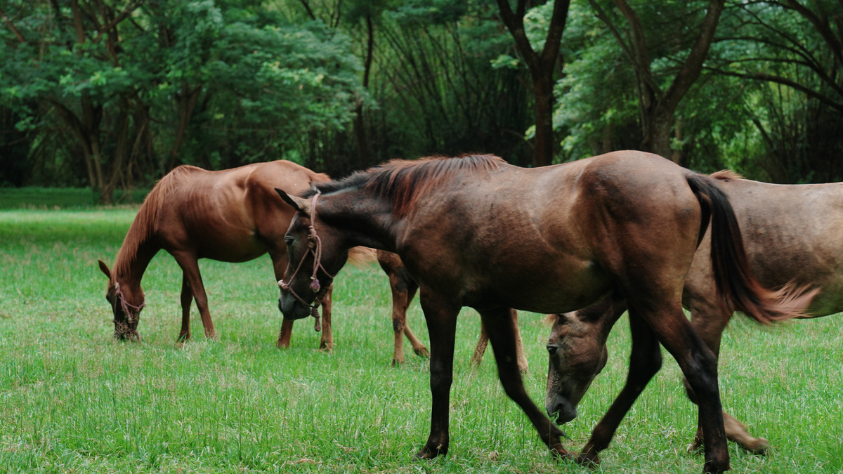 扮演一名旅游爱好者自媒体博主写出5条治愈心灵的旅游话题