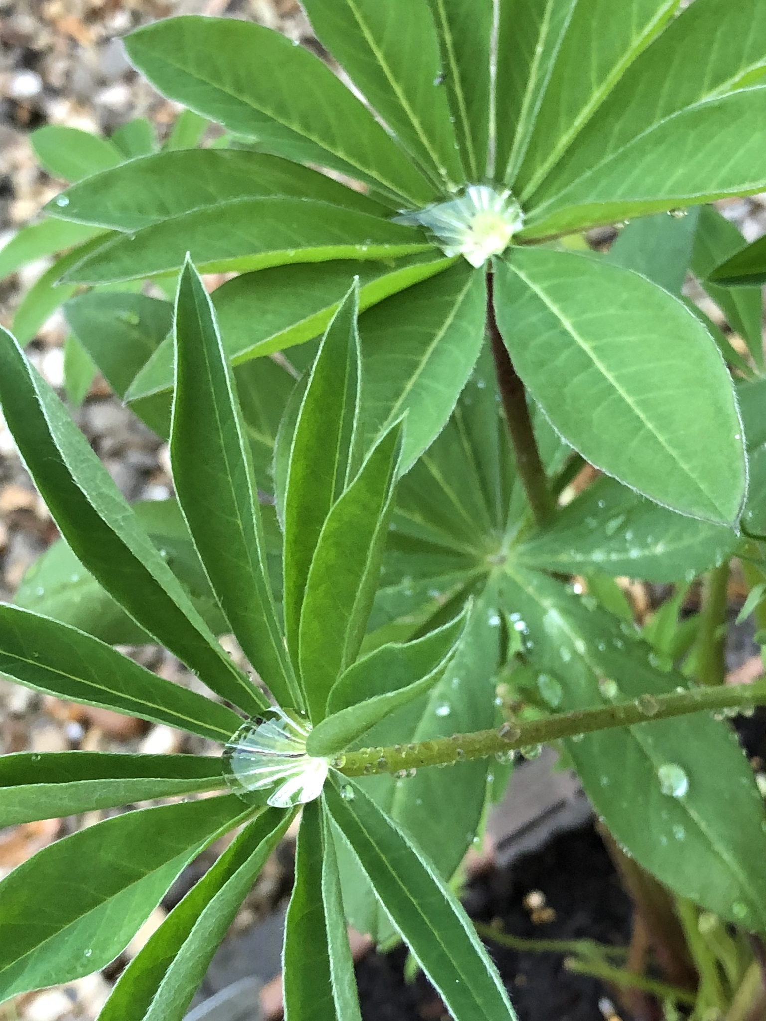 high angle view of plant on field