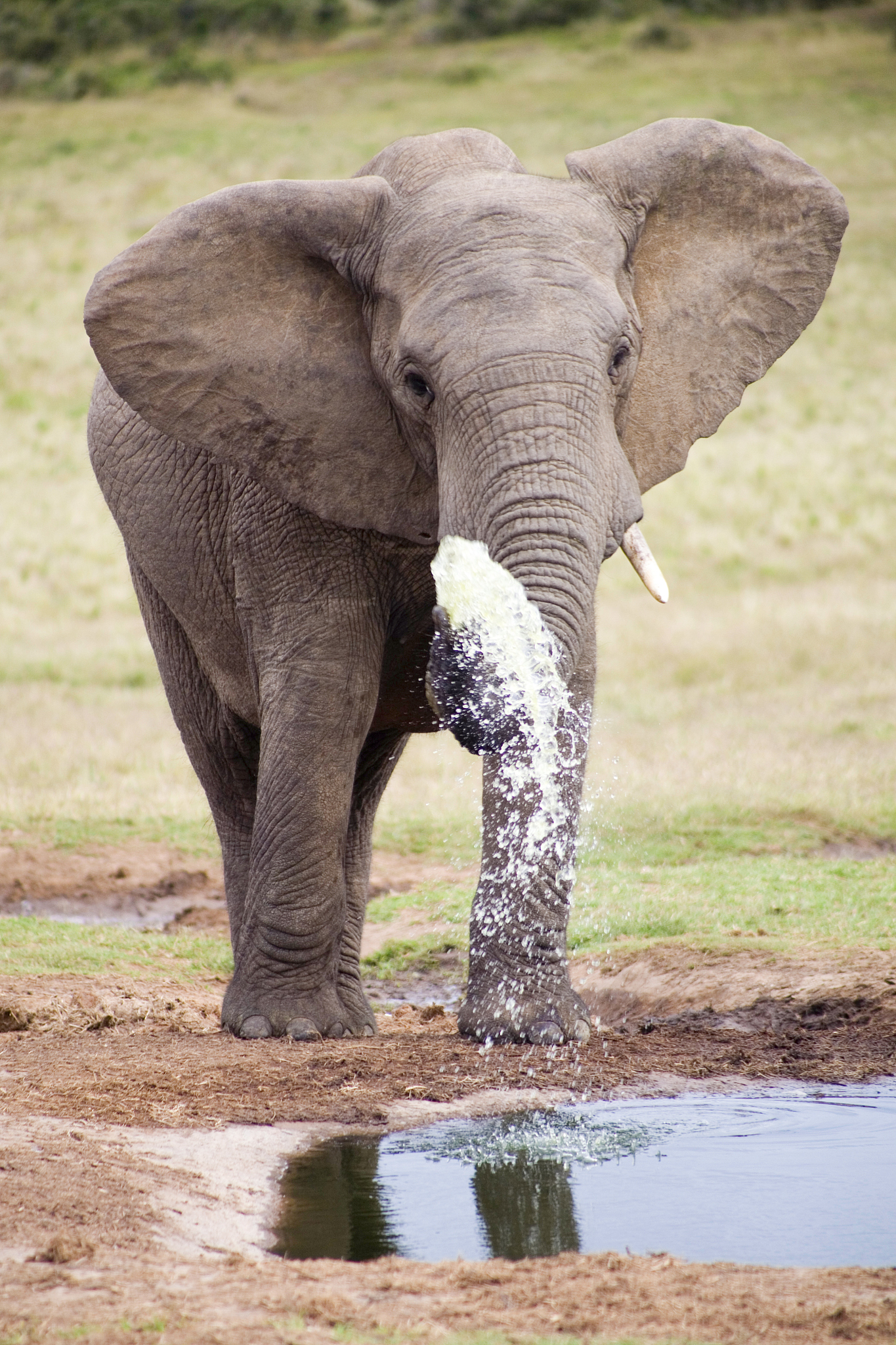 elephants in addo park