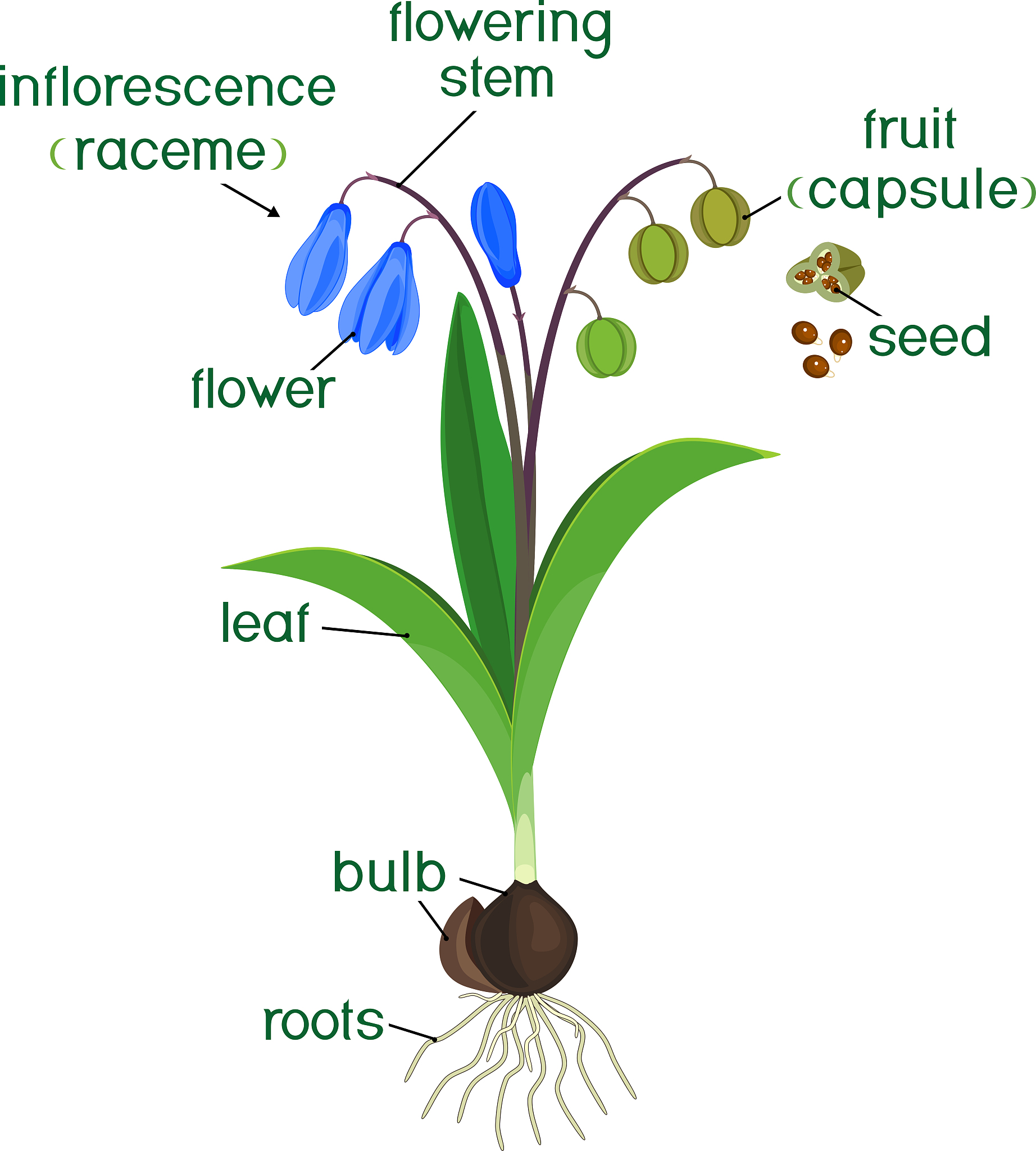 植物高亲和性K+吸收中的亚族Ⅰ成员：关键角色和功能
