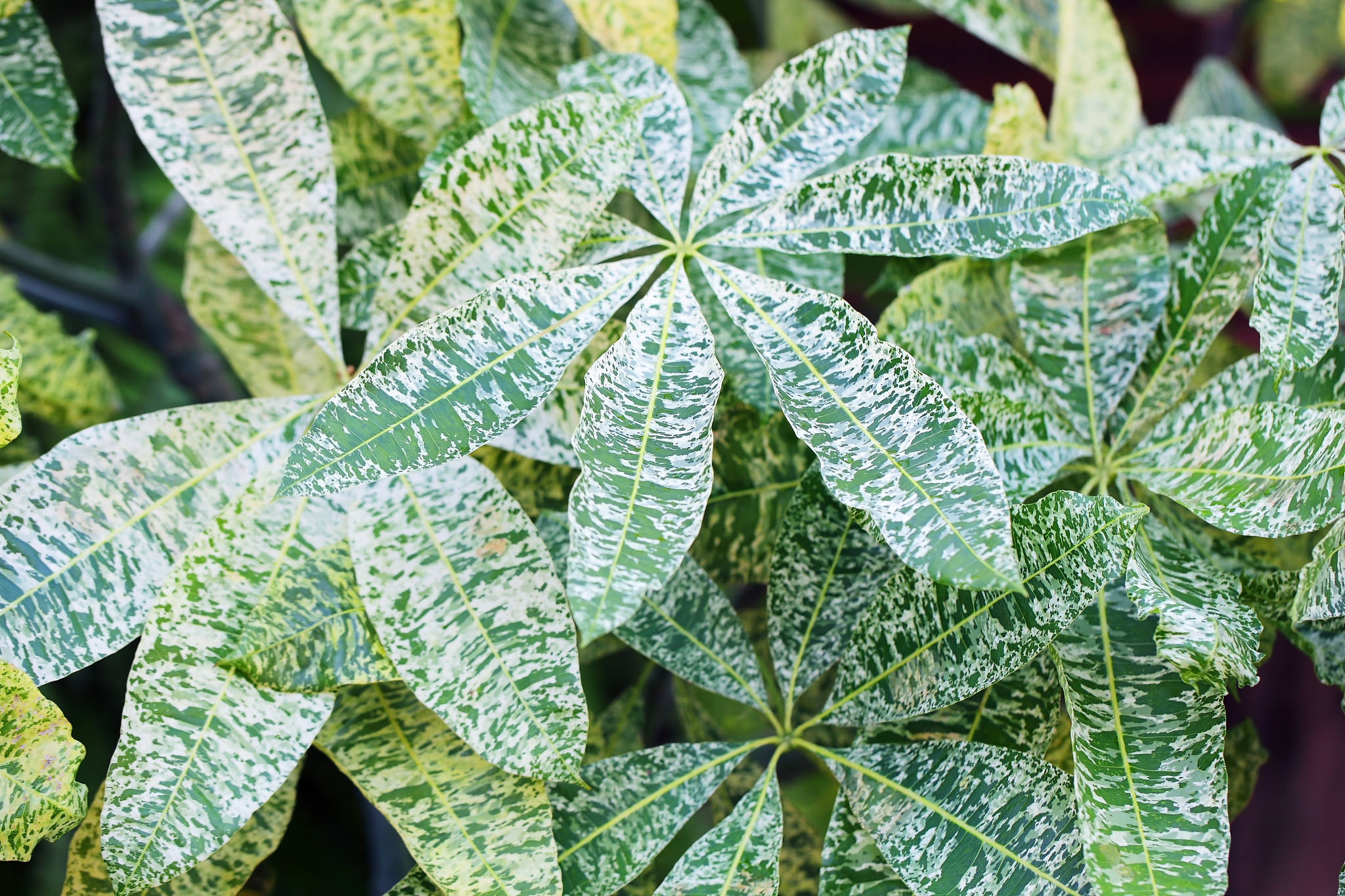 pattern of green plant leaf background.