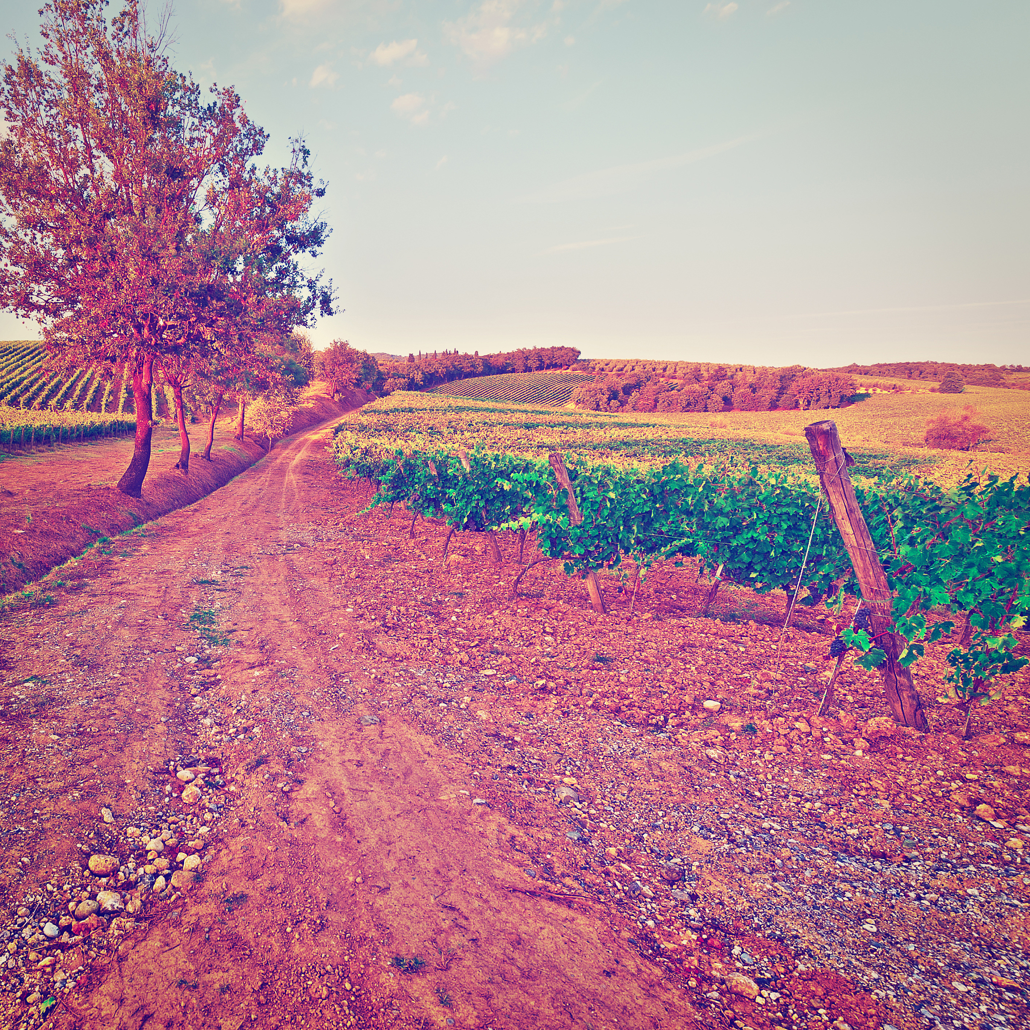 种植⾯积相对稳定种植区域相对集中改写这段话种植面积相对稳定集中在某些特定地区。继续