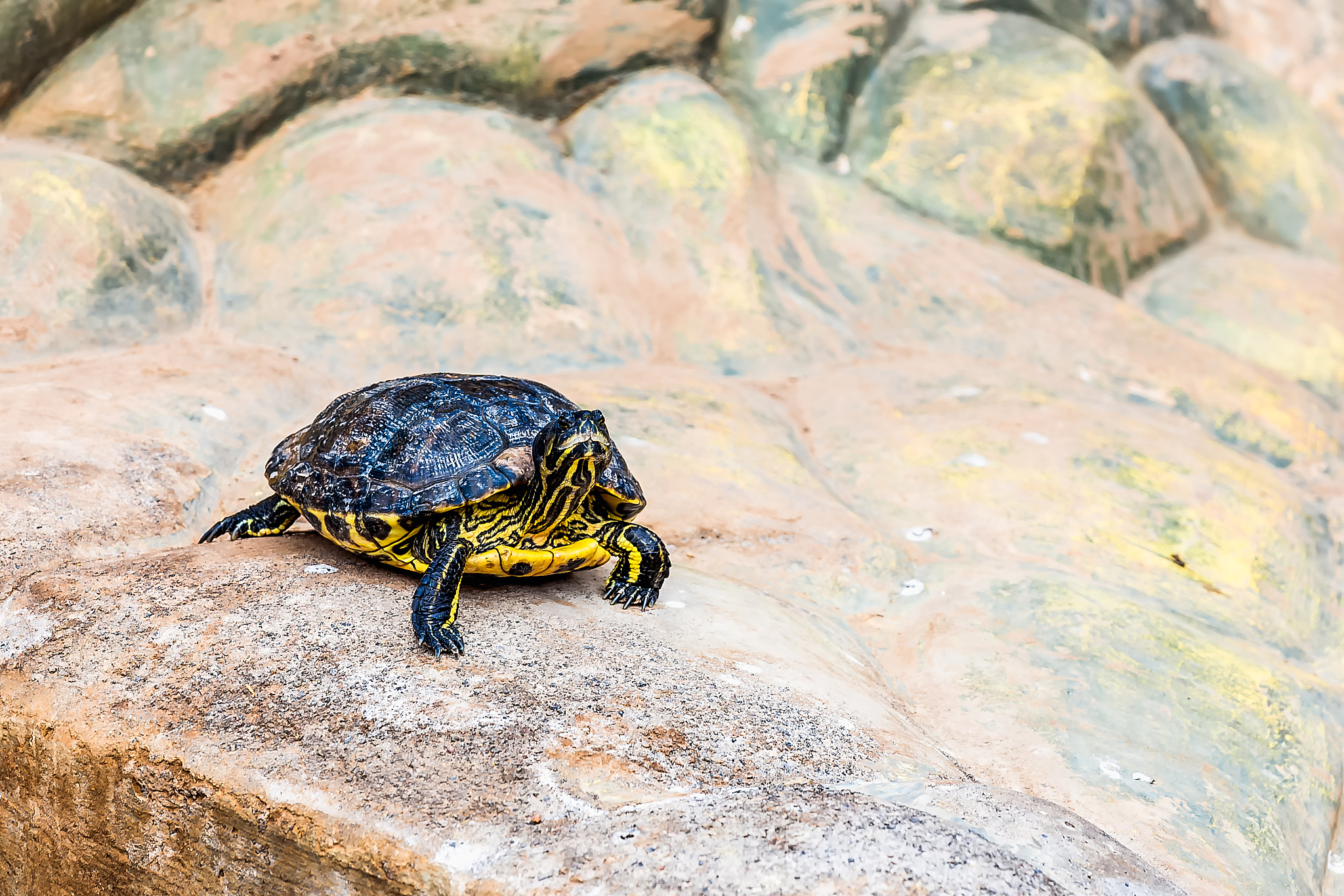 turtle or tortoise