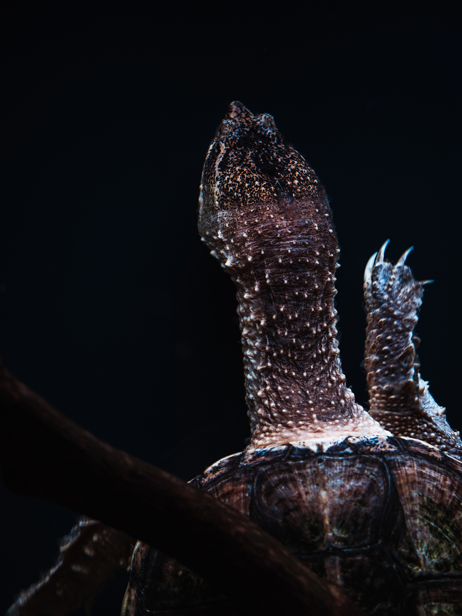 甲鱼尾巴能吃吗？美味与安全指南