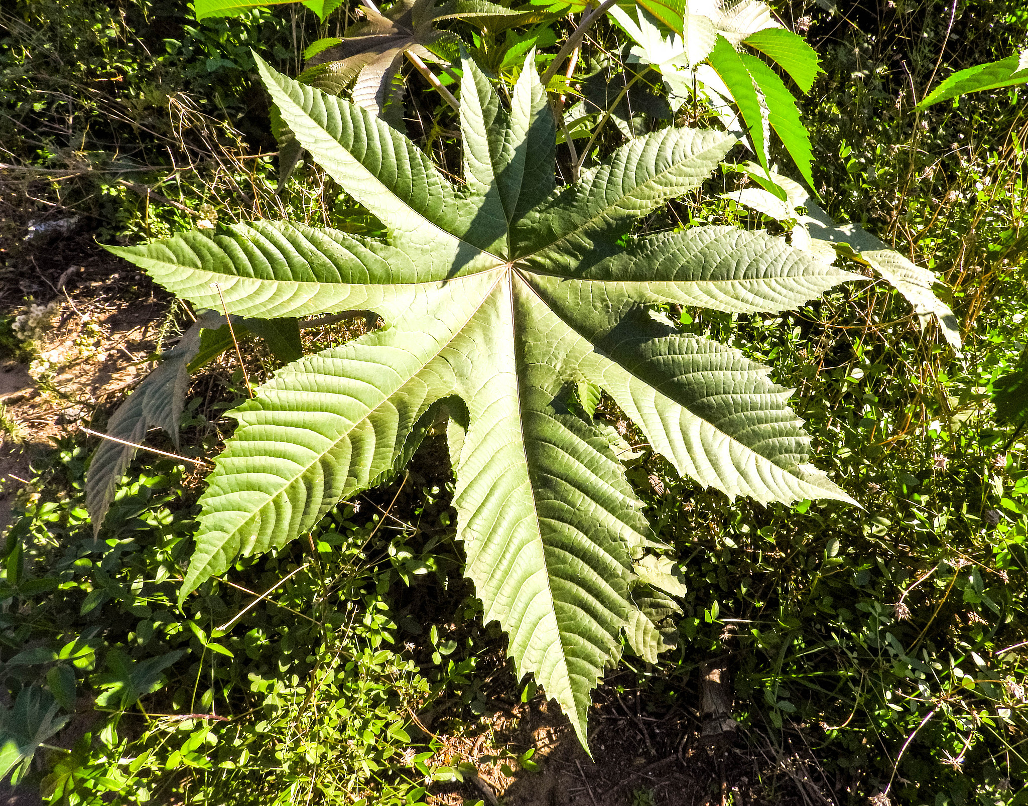 large green leaf