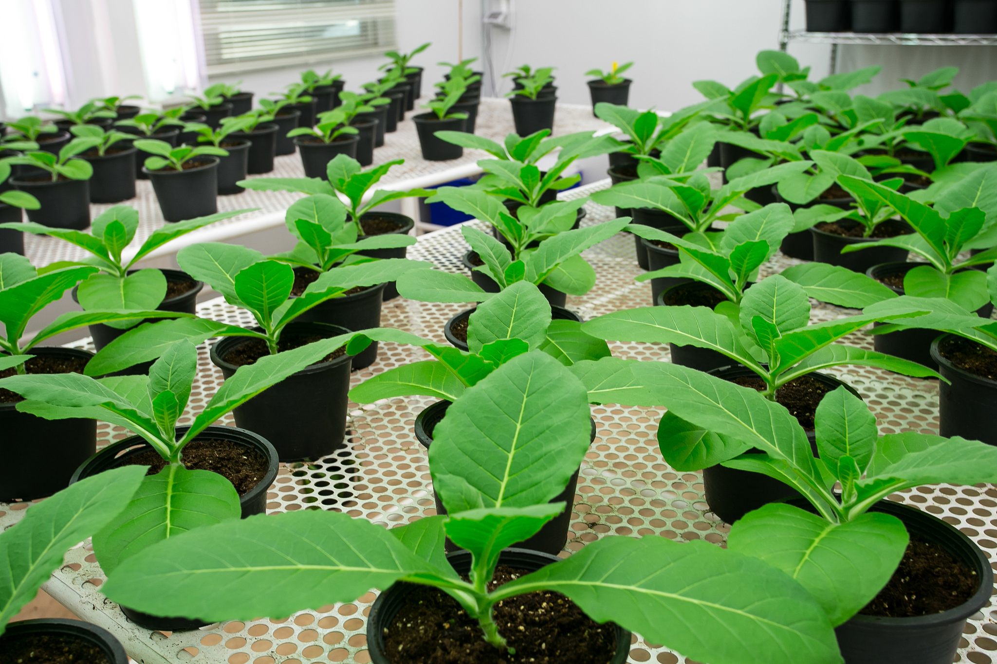 烟草病学在医学教育中的展望