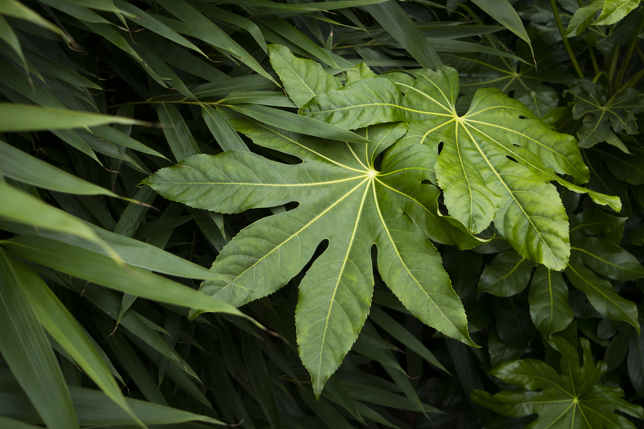 green leaves