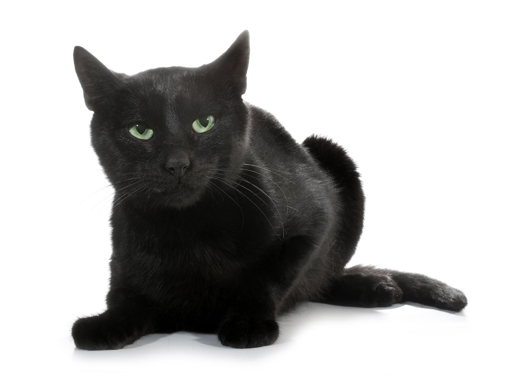 黑猫怪兽名字大募集！你的爱宠叫什么？