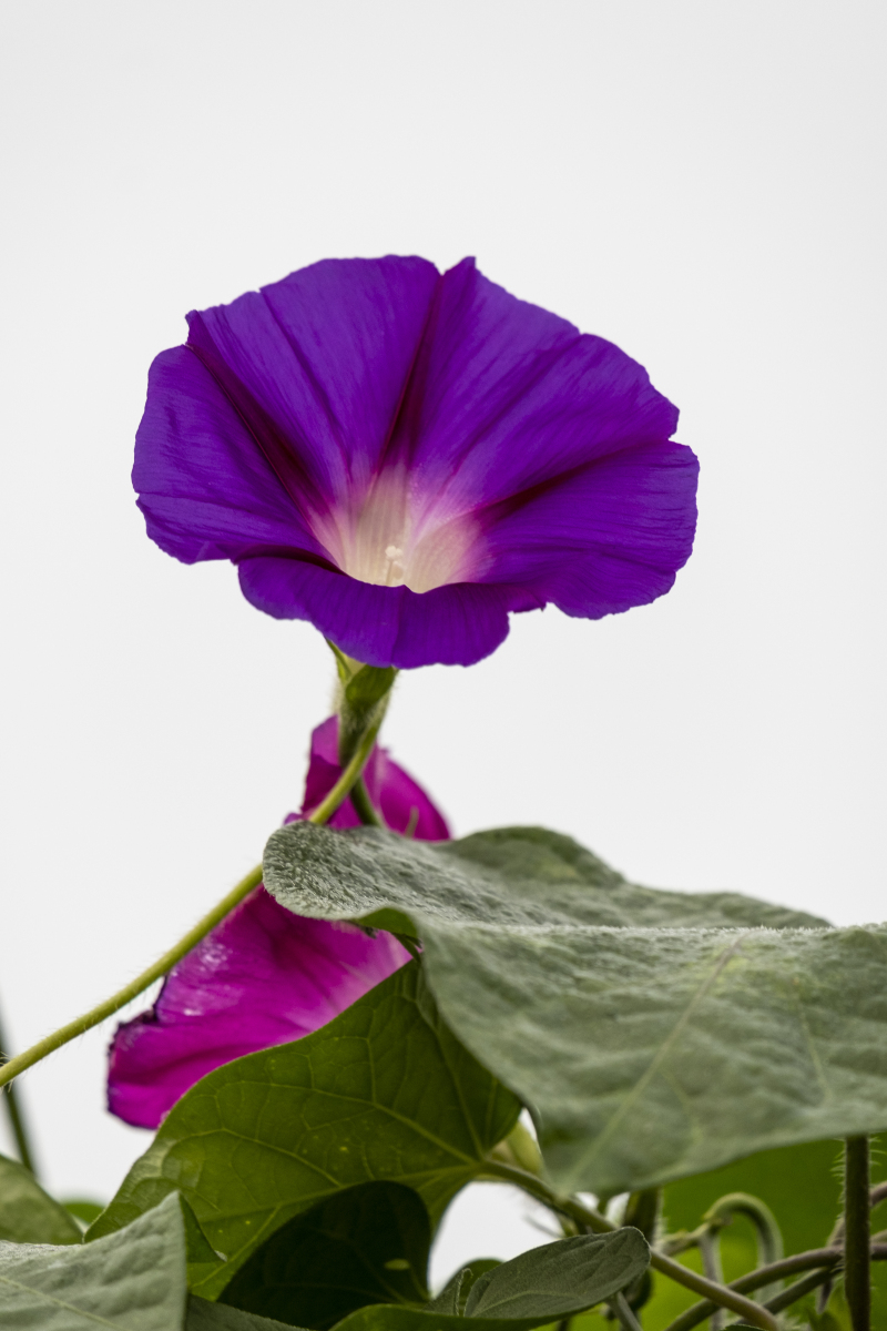 简单介绍牵牛花的样子和特点