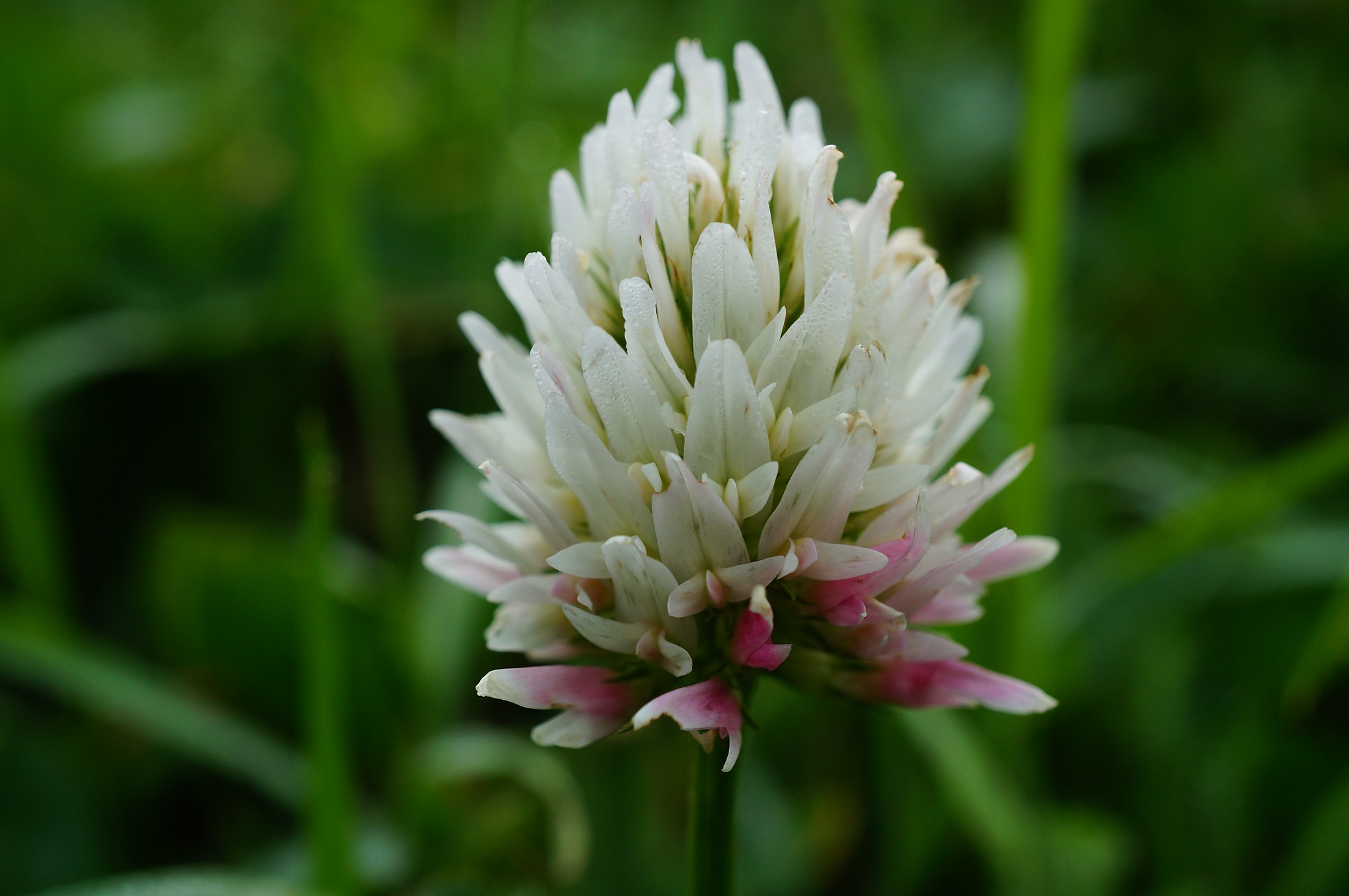beautiful wild flowers and green grass. beauty of nature. bright