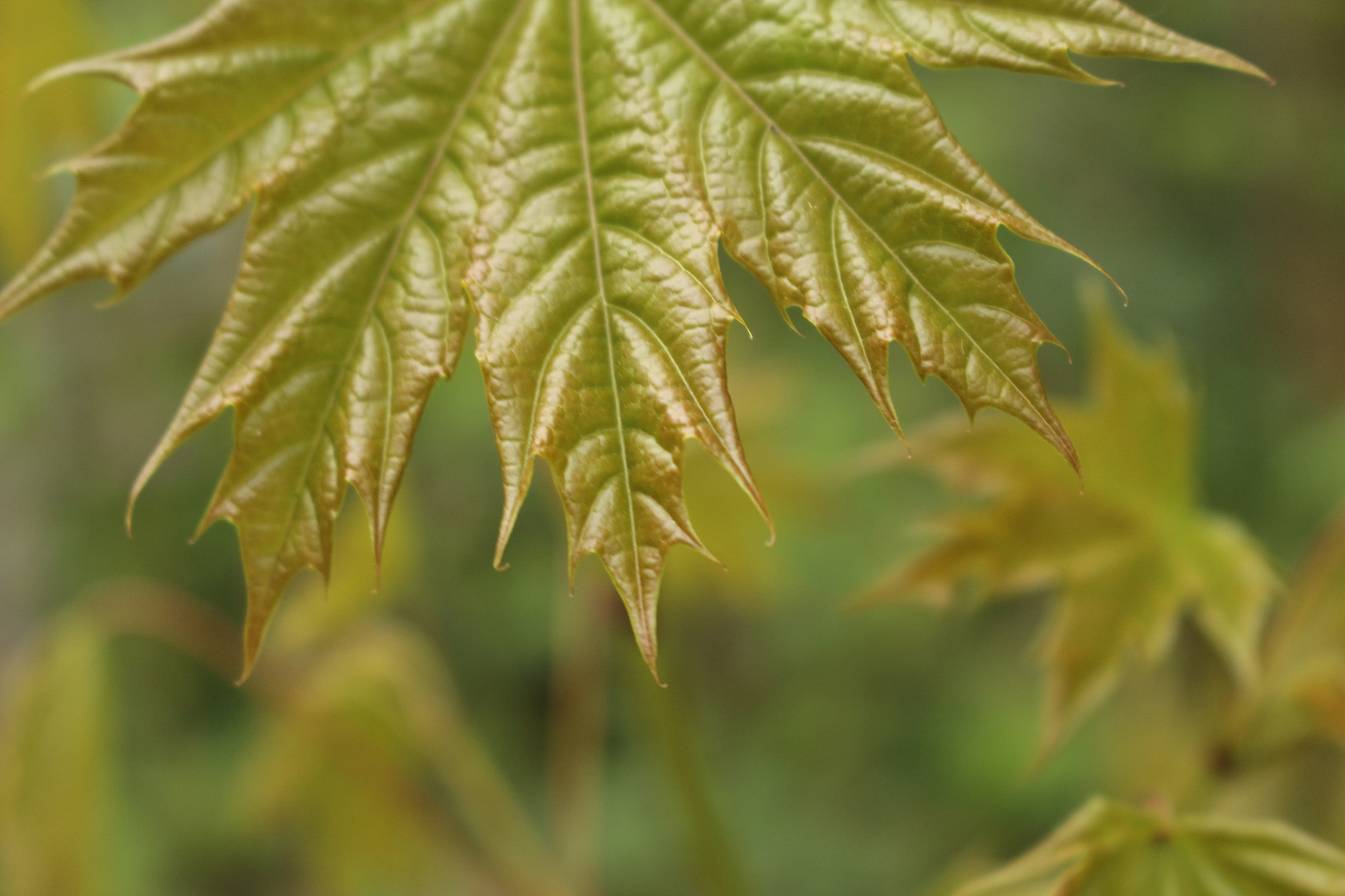 close-up of leaves on plant