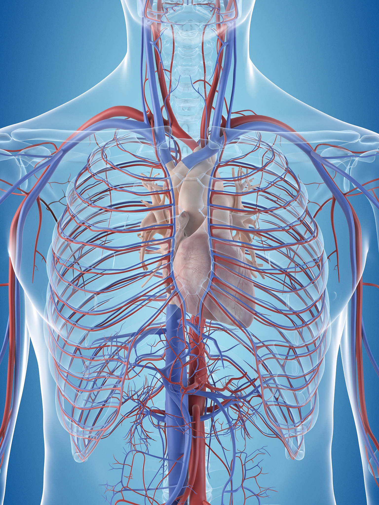 胸静脉的构成，并且列出相关静脉支
