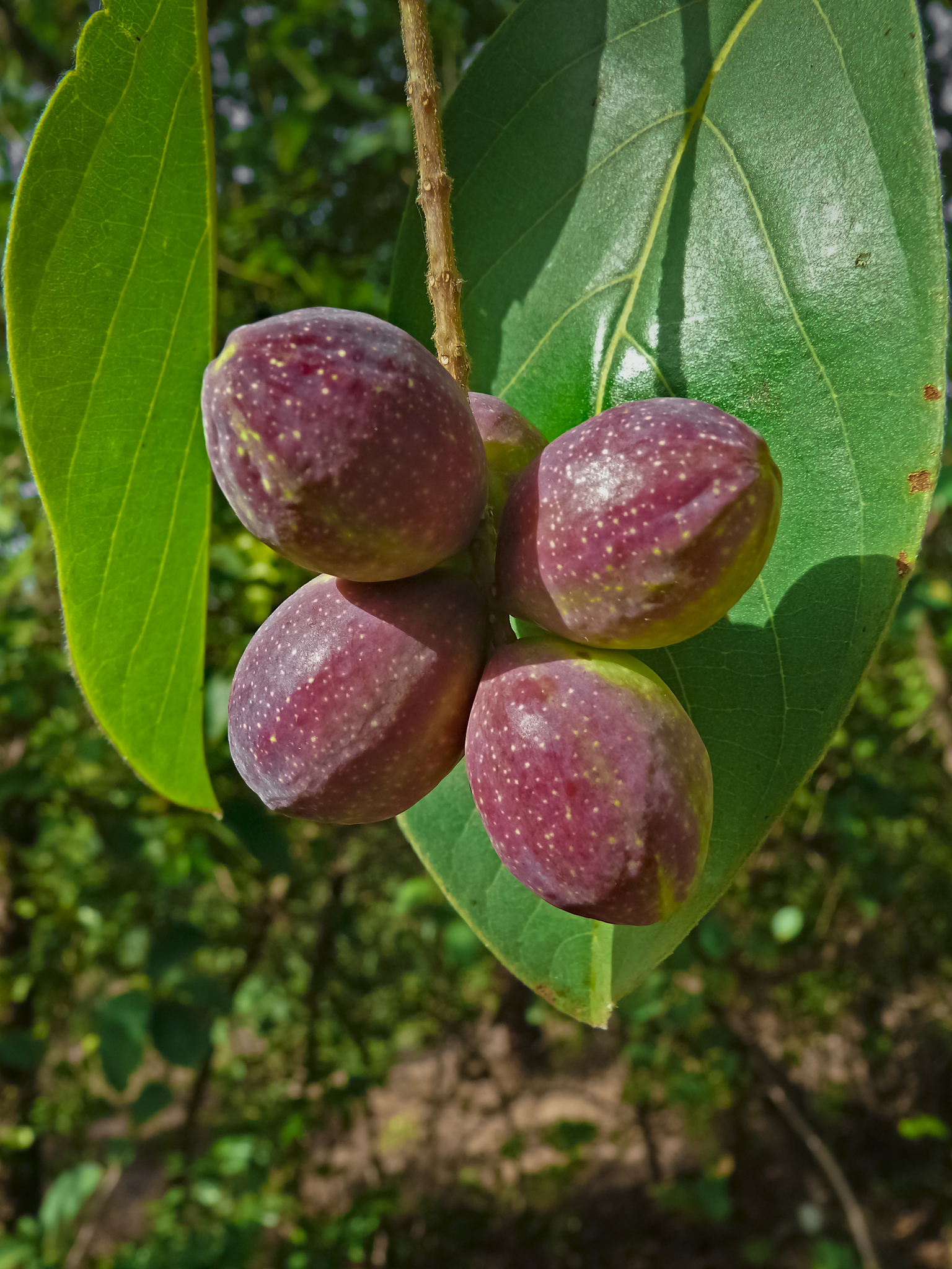 terminalia chebula