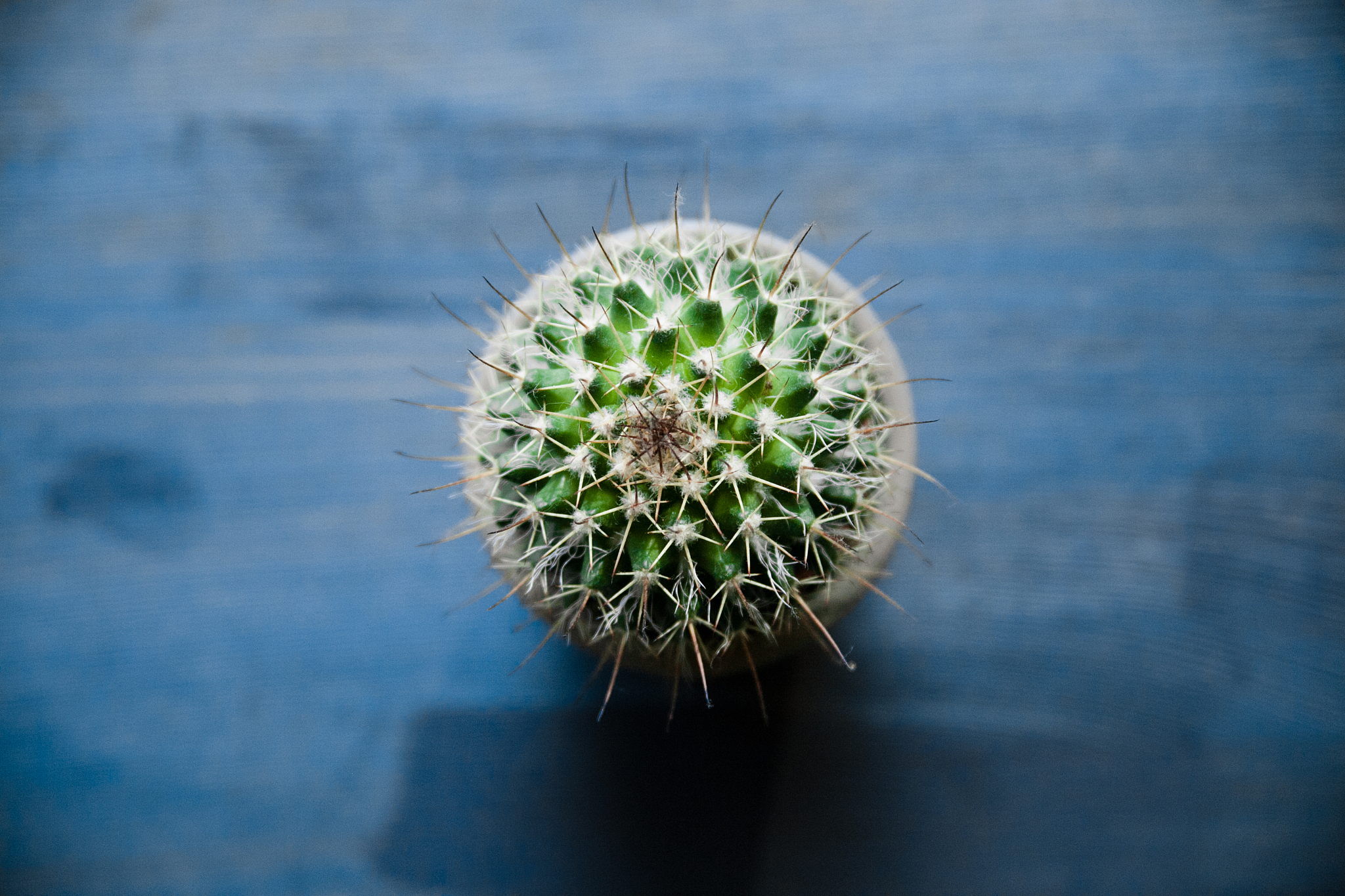 自然地理学植物主题实训报告 - 深入了解植物世界，培养环保意识